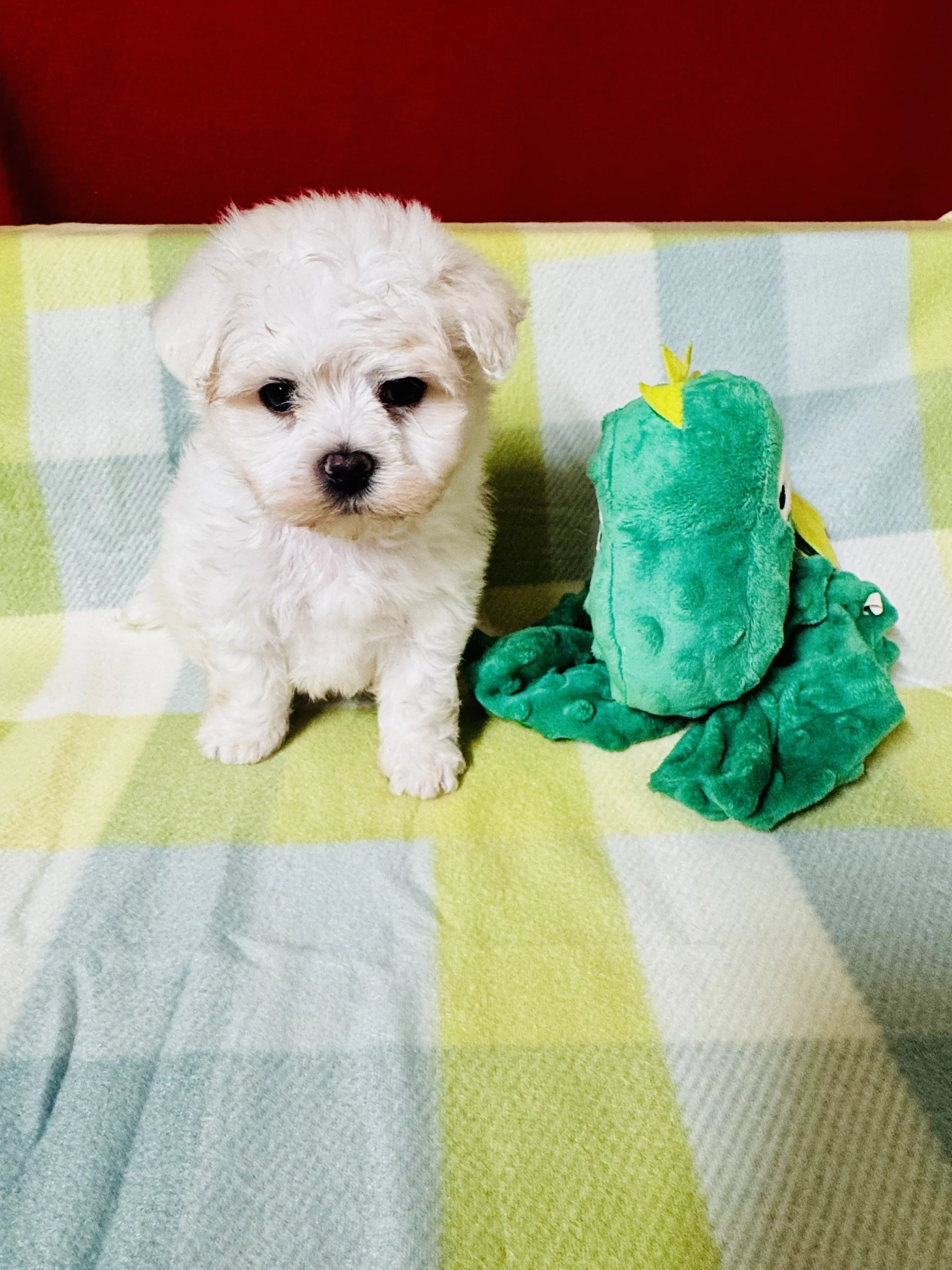 male maltese.jpg