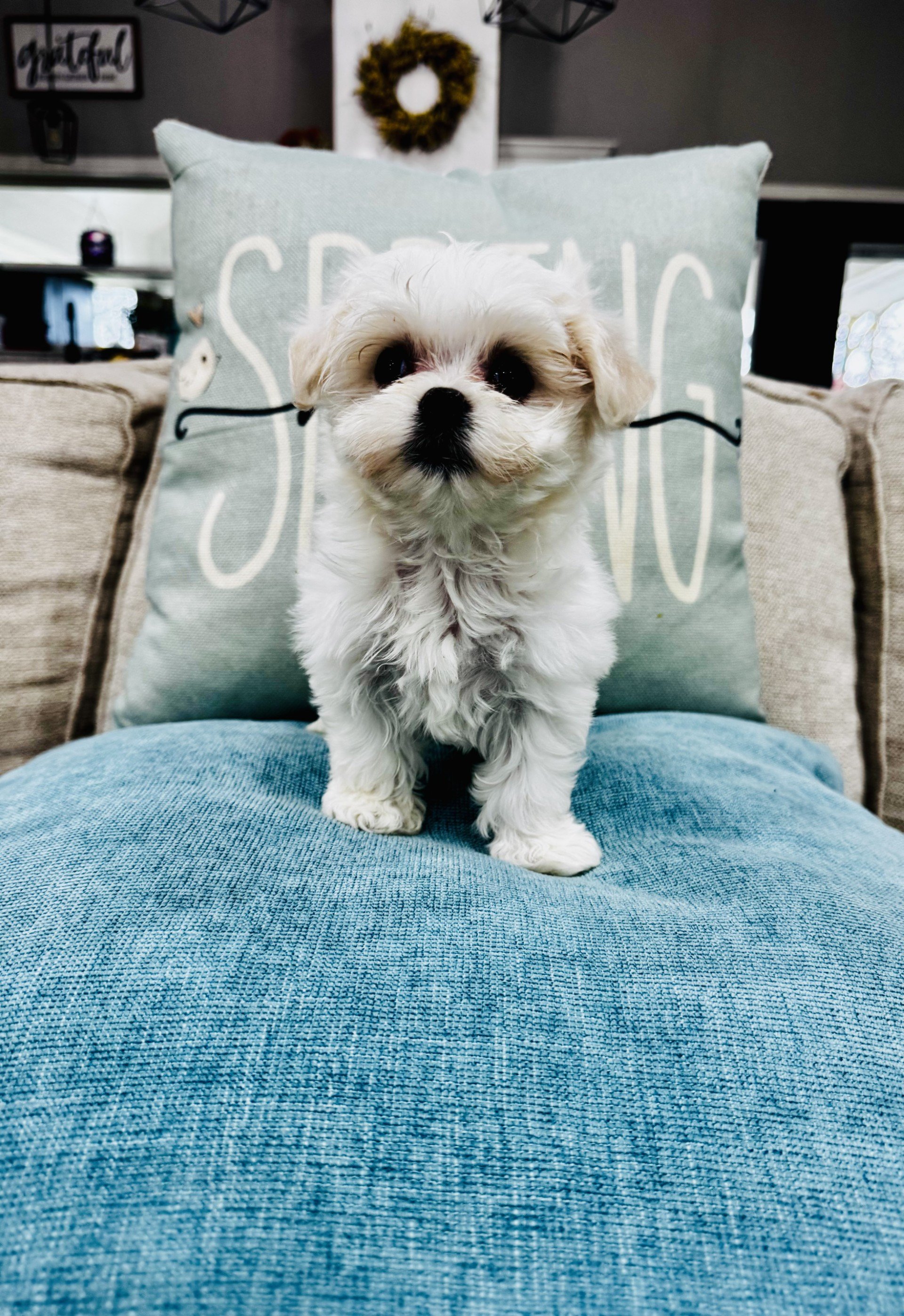 Erica - Adorable Maltese Puppy