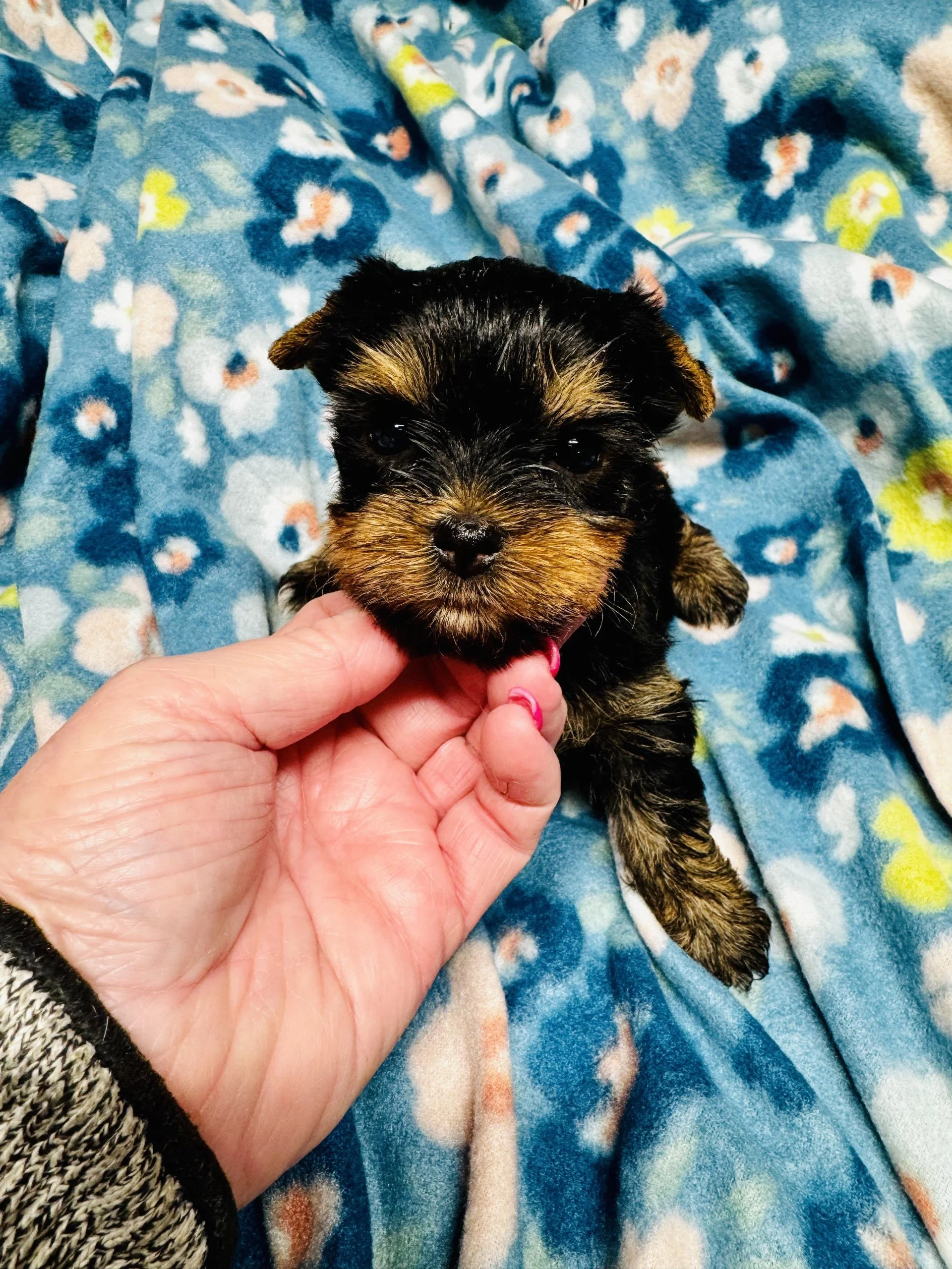 yorkie female 2.jpg