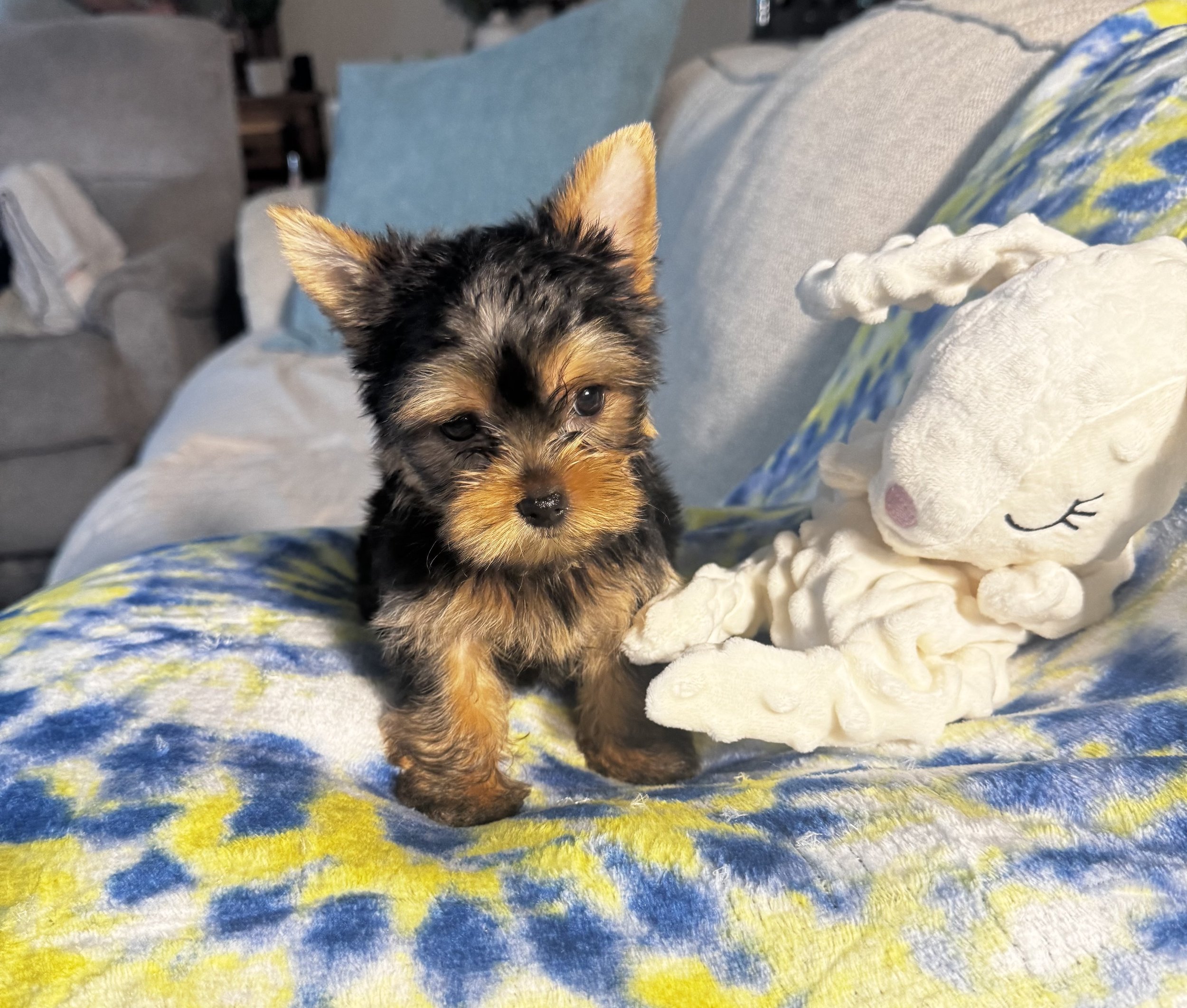 Traditional Yorkie Female ACA