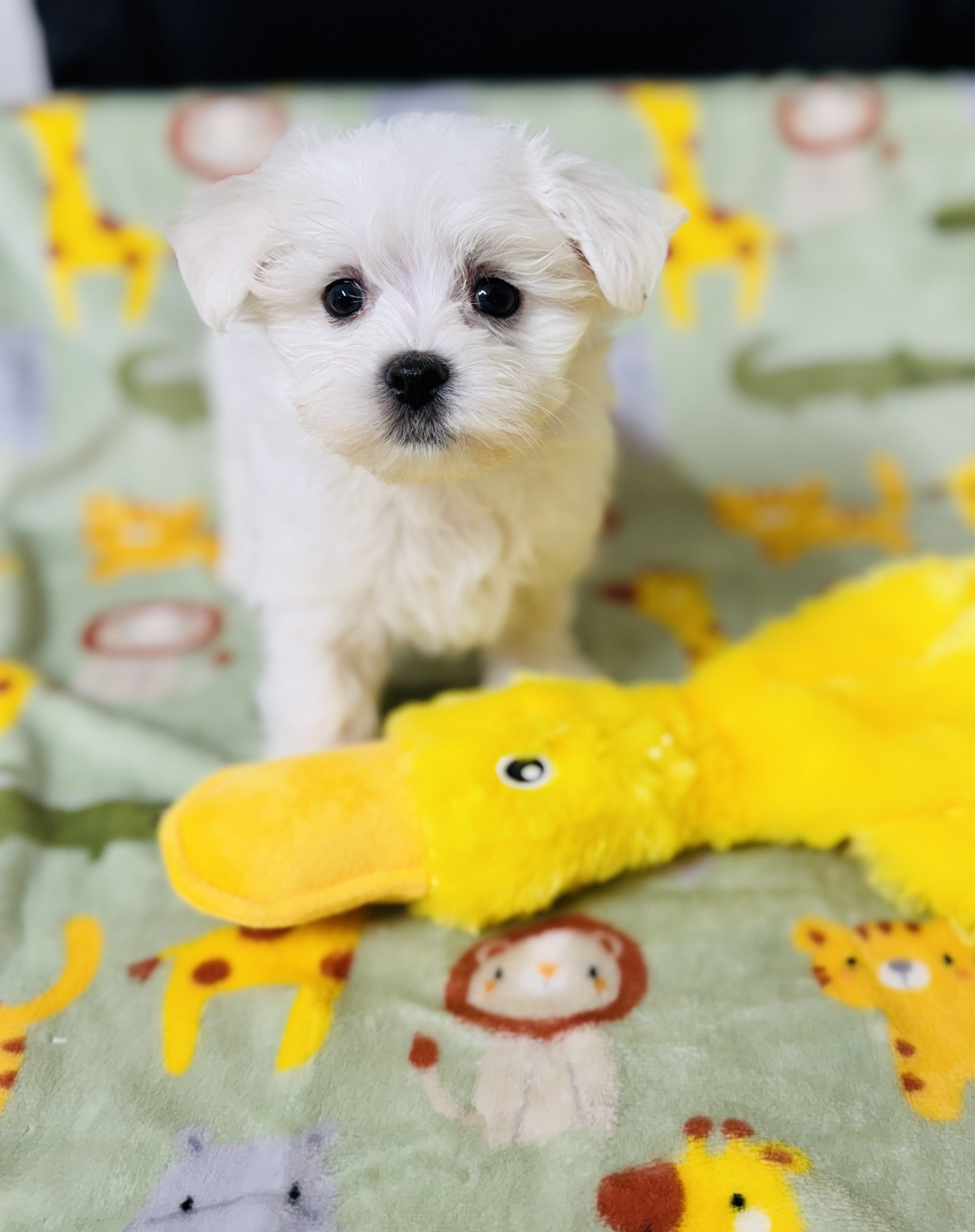 B.E.W. Yorkies and Maltese property