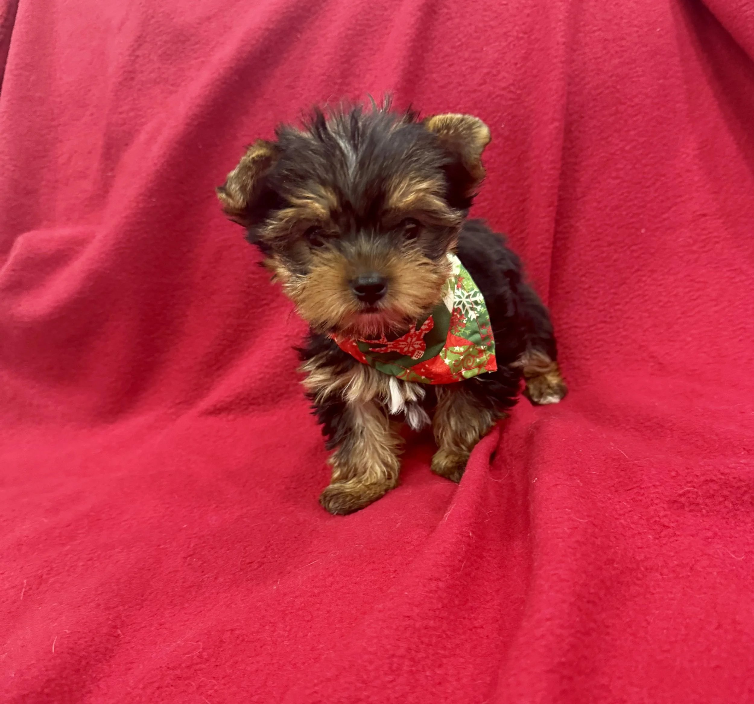 LOUIE-MALE YORKIE
