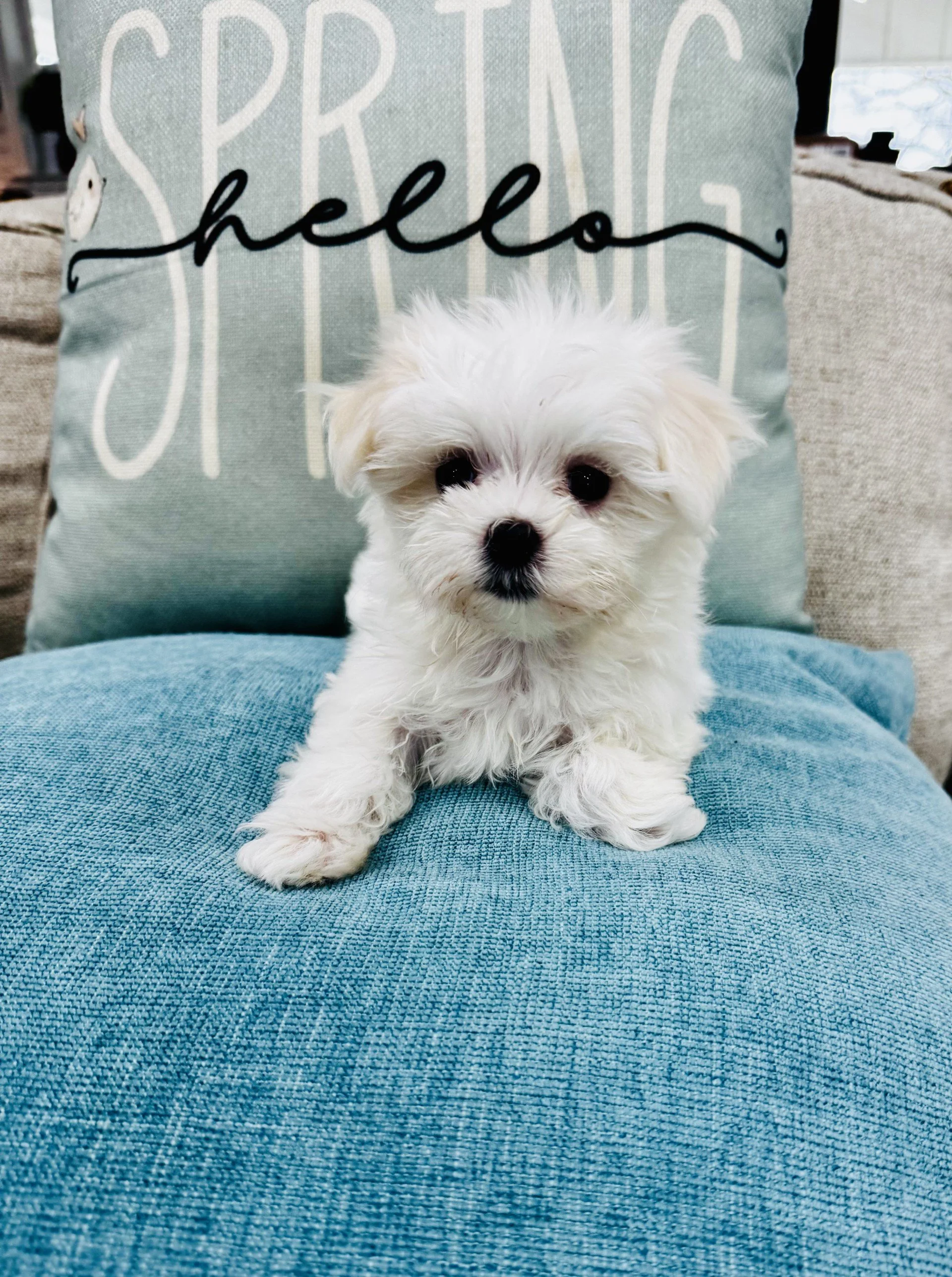 Kate- Sweet Maltese Female  Pet Price $1600.00