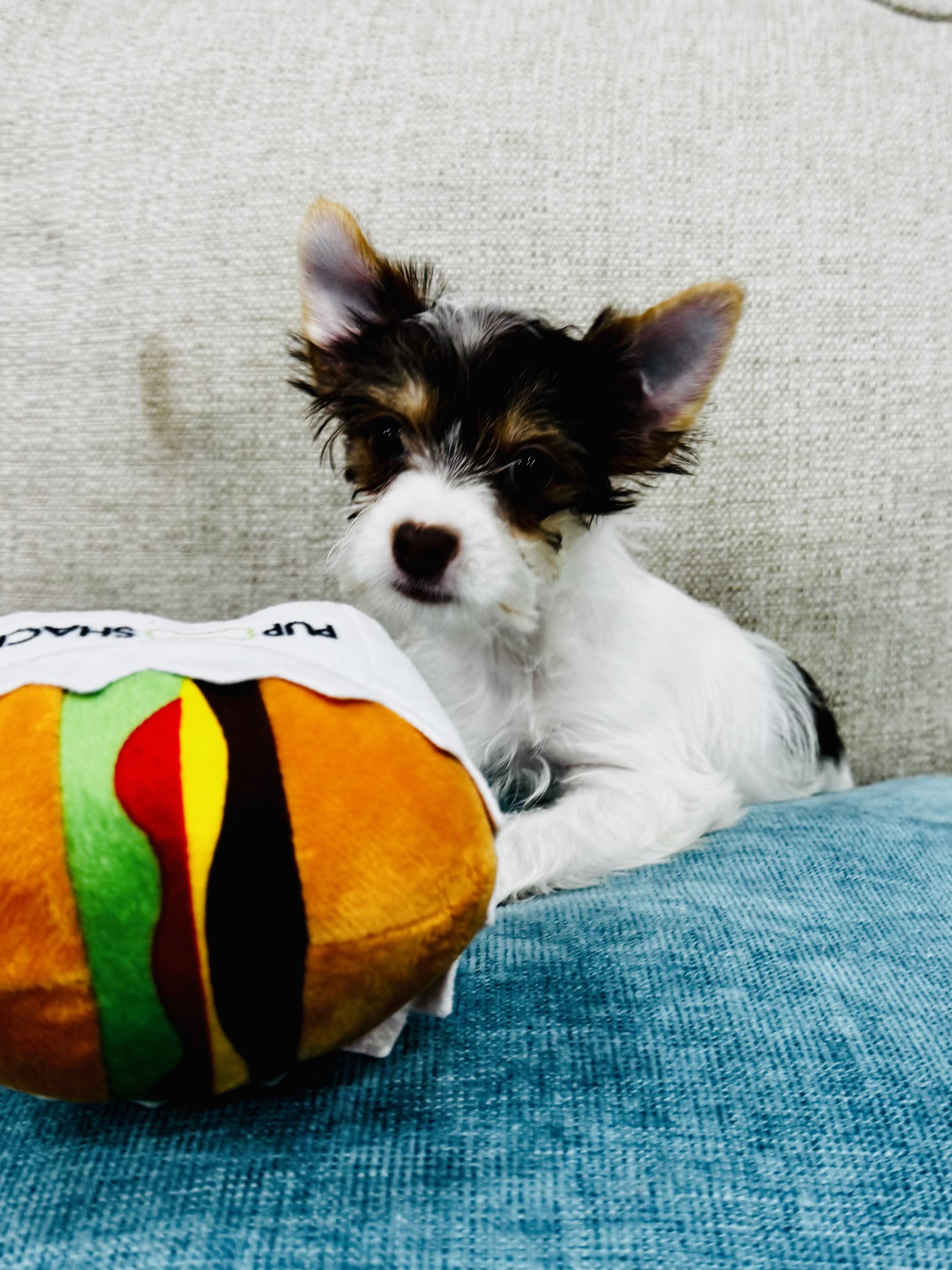 Parti Yorkie Male-Dunkin ACA Registered