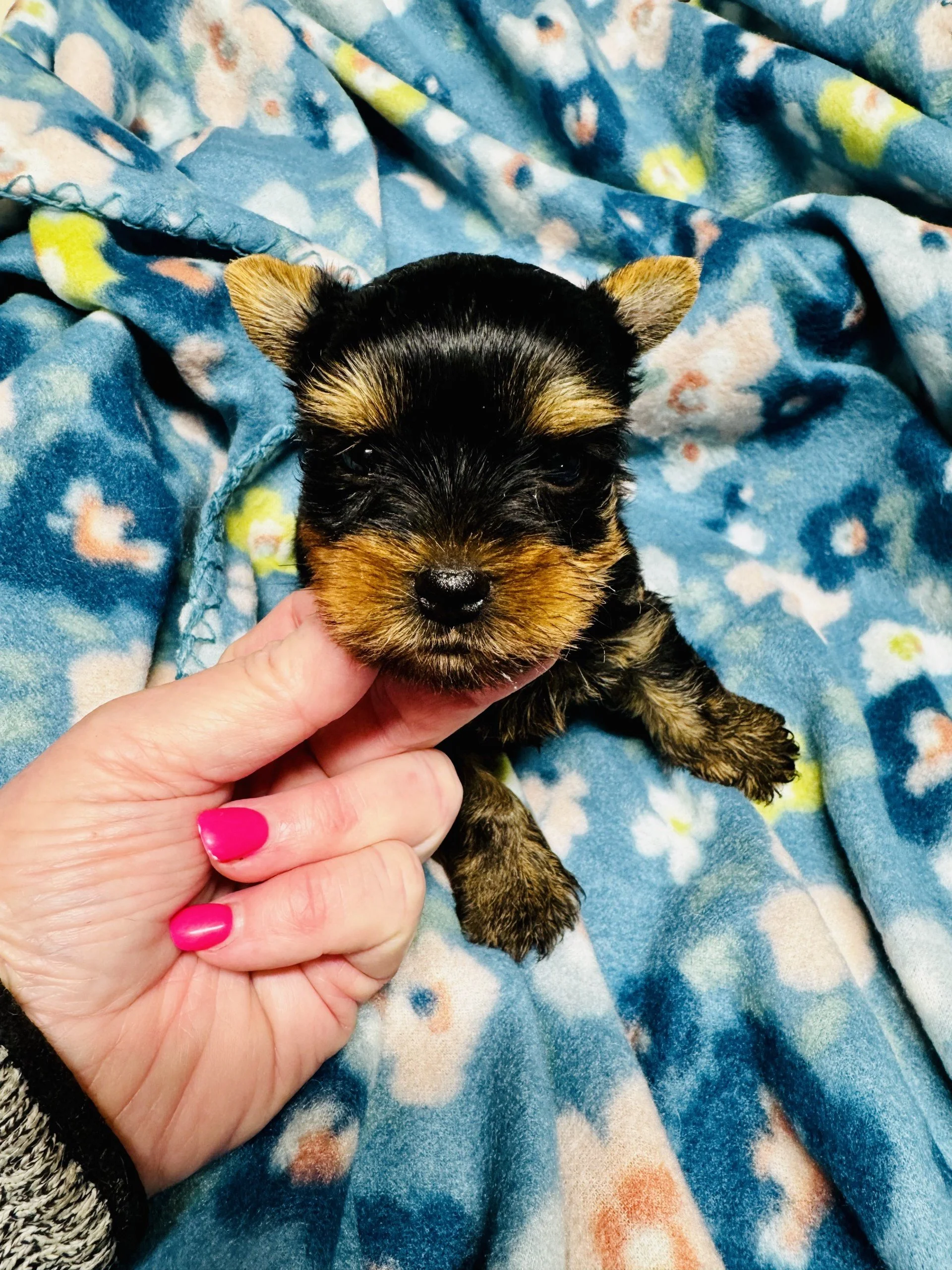 yorkie female.jpg