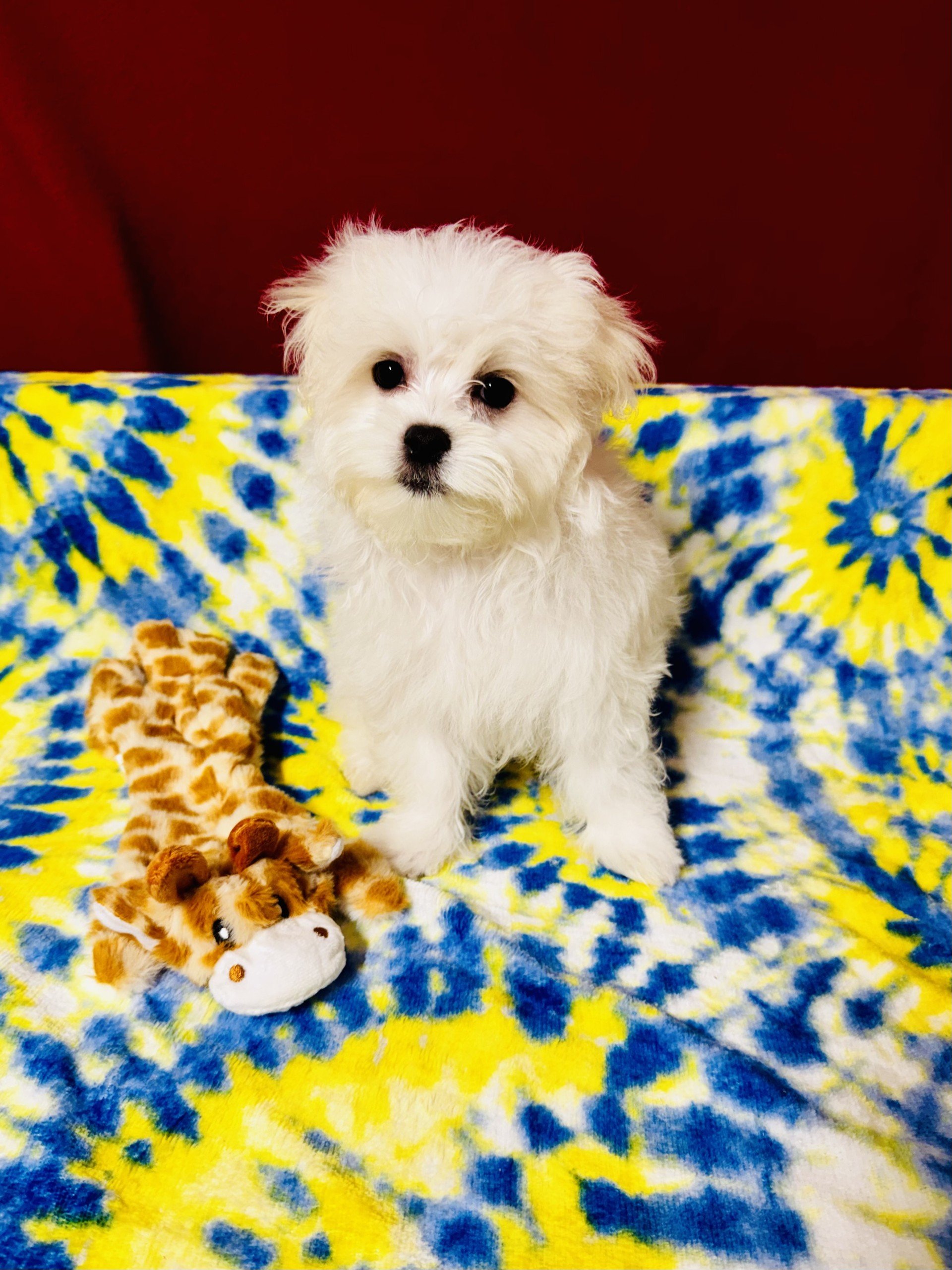 ACA Maltese Male TJ- D.O.B 3/21/2026