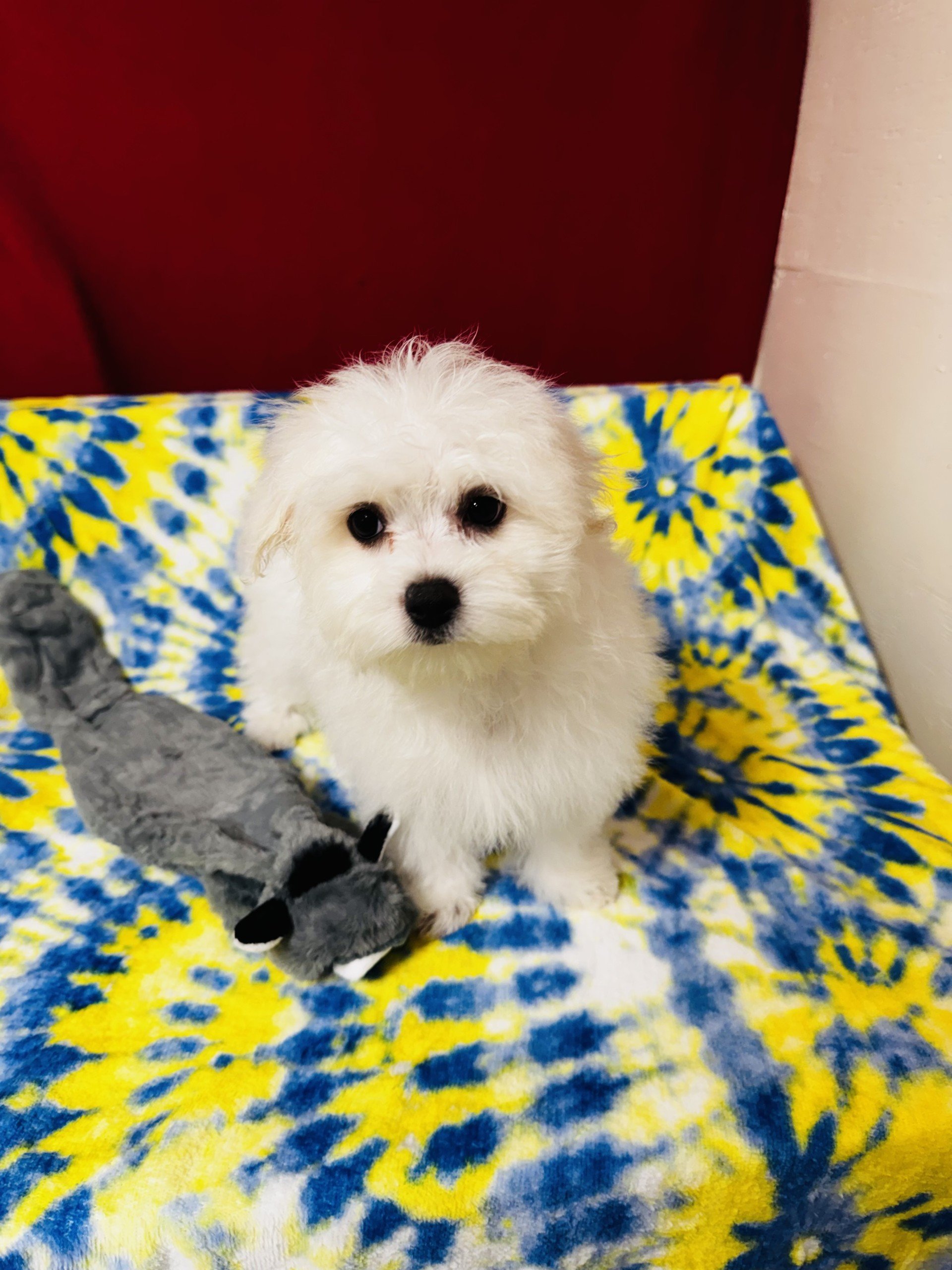 ACA Maltese Male-Raphael D.O.B. 03/21/2026