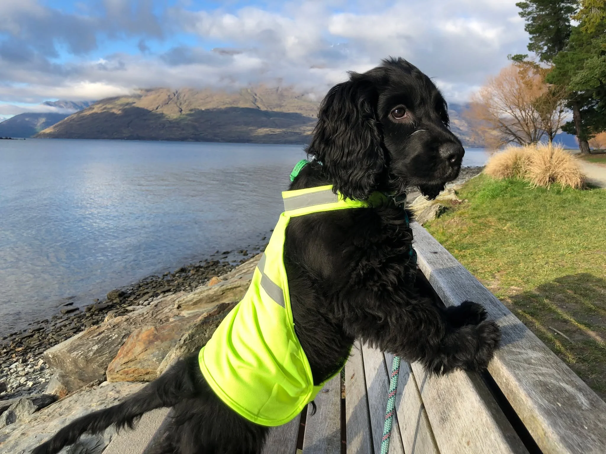 Puppy Loki is on patrol! It's Queenstown Marathon weekend - all kicking off today. Like most local runners, I've spent the majority of the year pretending I won't enter before changing my mind in the last couple of weeks, so I'll be there for a cheek
