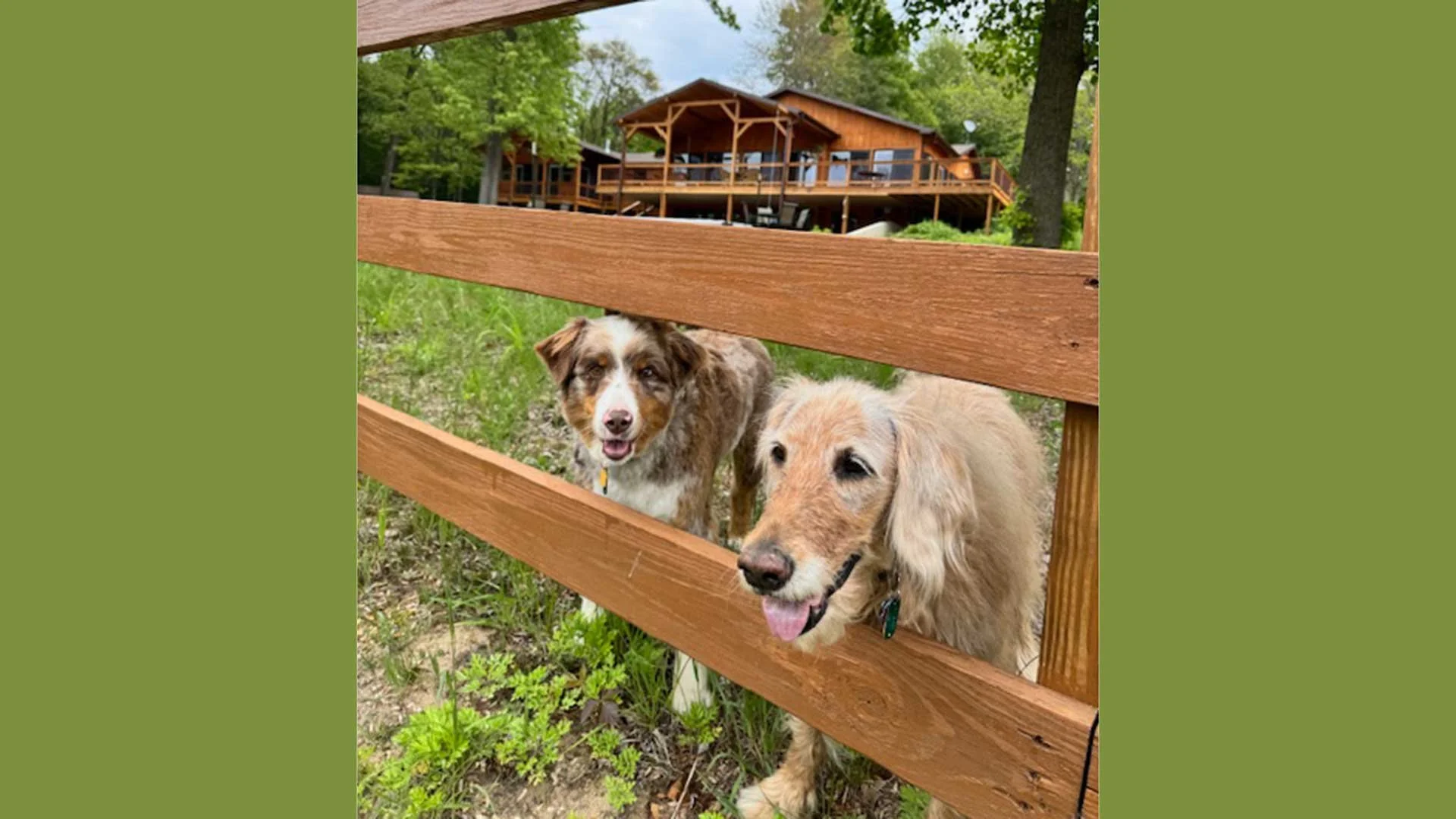 7oaks_ranch_retreat__dogs_2.jpg
