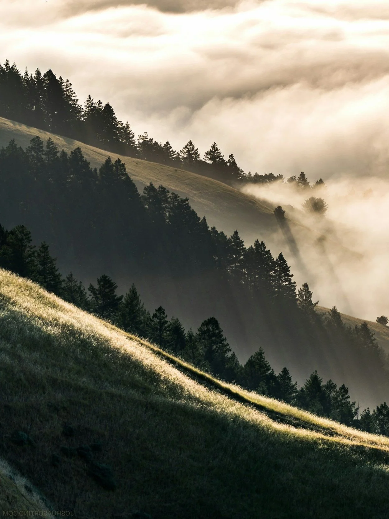 Mountain landscape with evergreen trees, cloudy mist, and sunlight creating beams on a grassy slope.