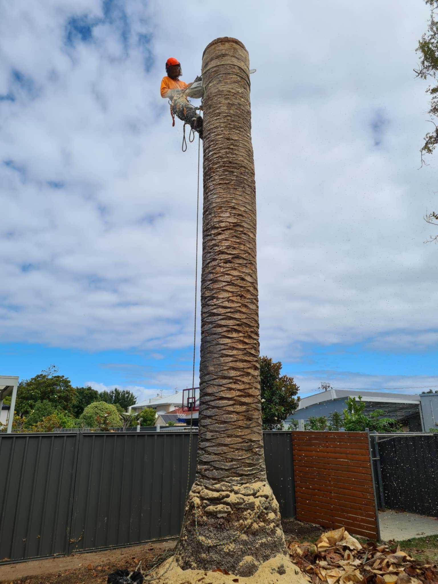 A person wearing safety gear and a helmet is climbing a stripped palm tree trunk with a chainsaw, against a cloudy sky. The ground is covered with sawdust and palm debris. The surroundings include a fenced yard and nearby buildings.