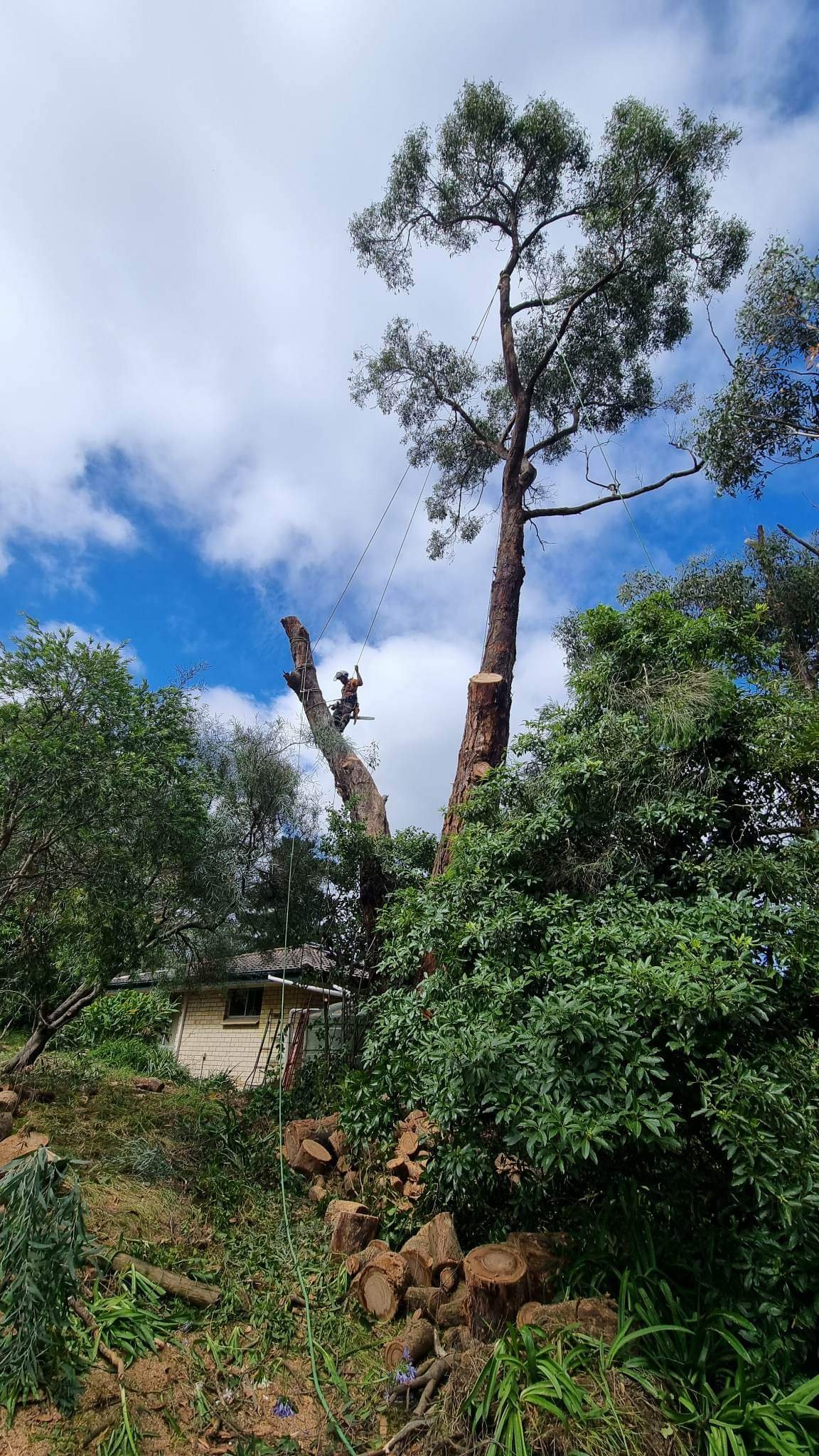 Arborist climbing a tree using ropes and safety gear, surrounded by cut logs and greenery.