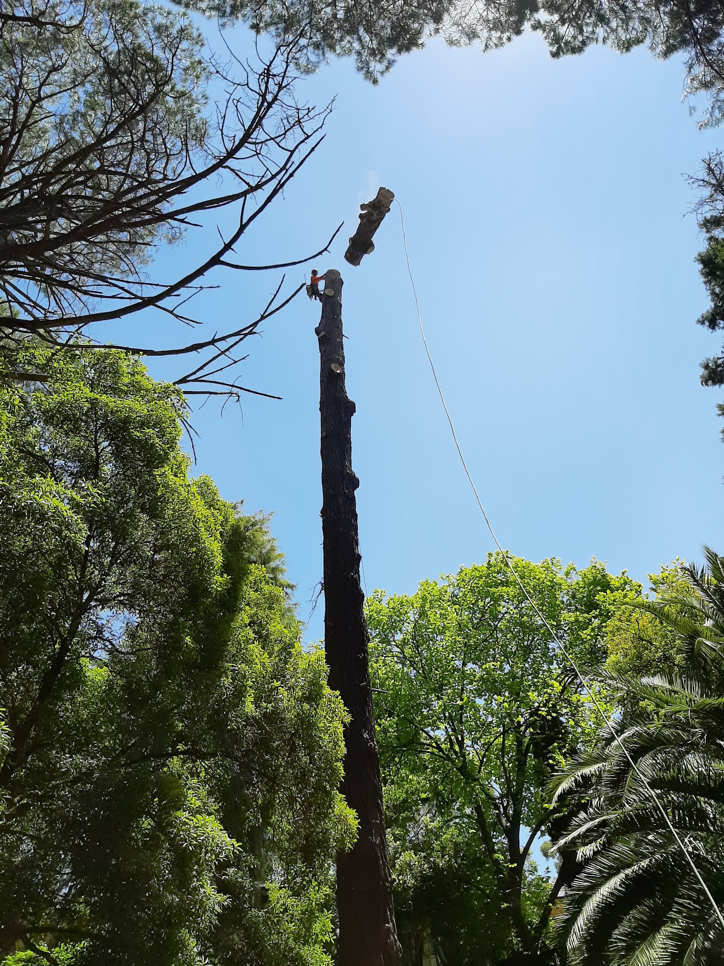 Tree trimming worker on a tall tree, with a large cut branch being lowered by a rope in a wooded area.