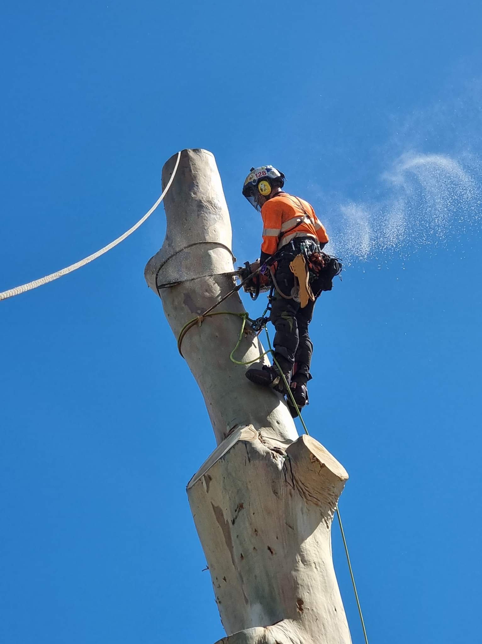 Arborist wearing safety gear cutting a tree trunk with a chainsaw, secured with ropes, under clear blue sky.