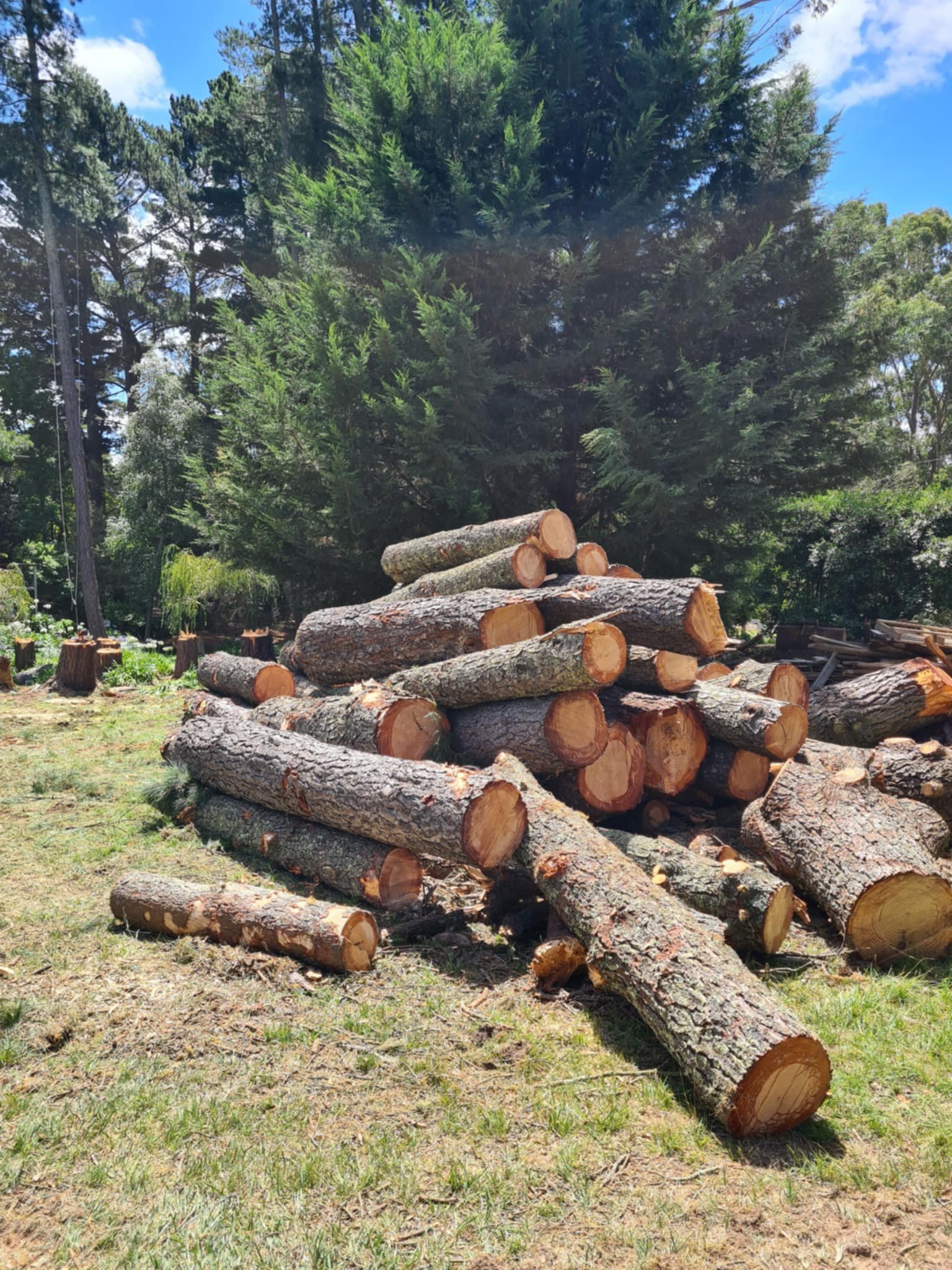 Pile of cut logs stacked on grass with trees in the background.