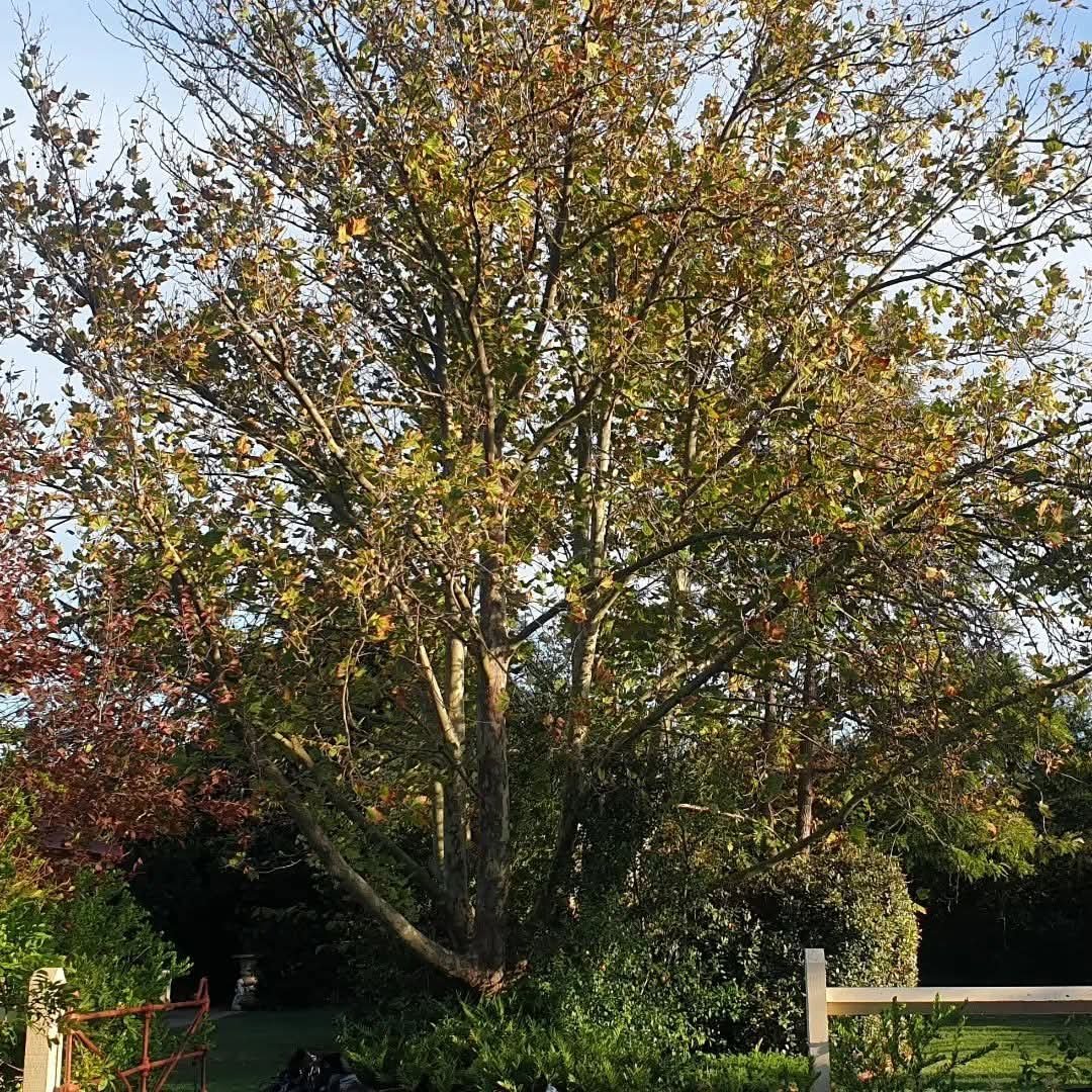 Tree with autumn leaves in a garden setting