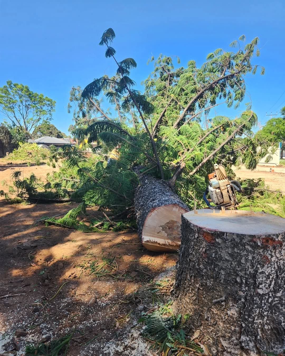 Cut down tree with visible stump and chainsaw on the ground.