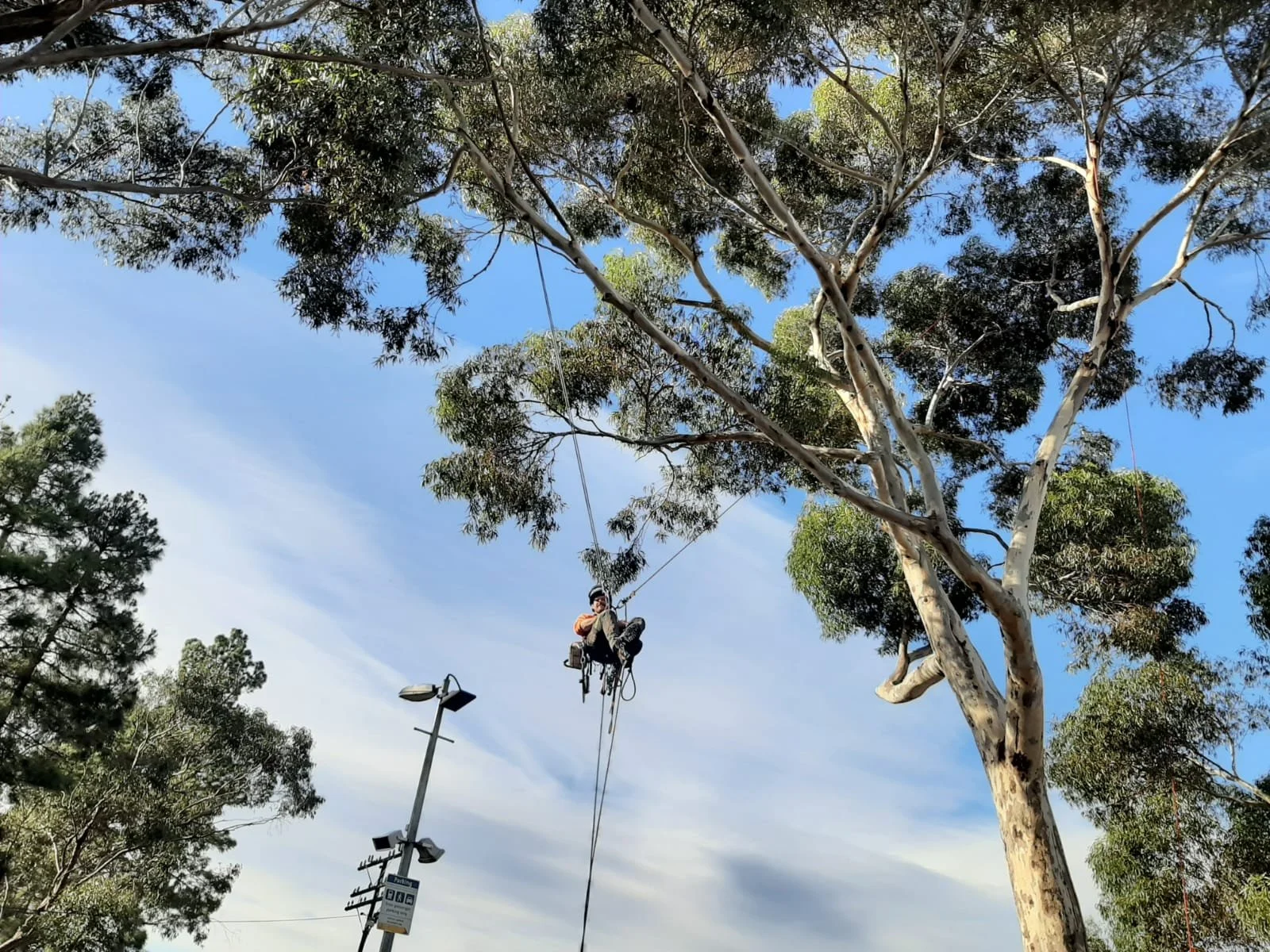 Arborist climbing a tall tree using ropes, surrounded by blue sky and trees.