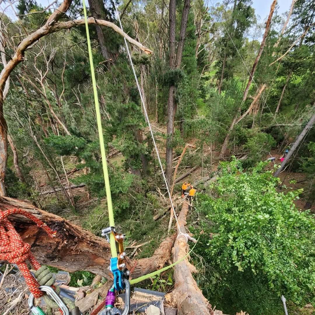 View from a tree canopy with climbing gear attached to branches, overlooking a forest with trees and roped pathways. Two people in helmets and orange shirts are visible amidst the dense greenery.