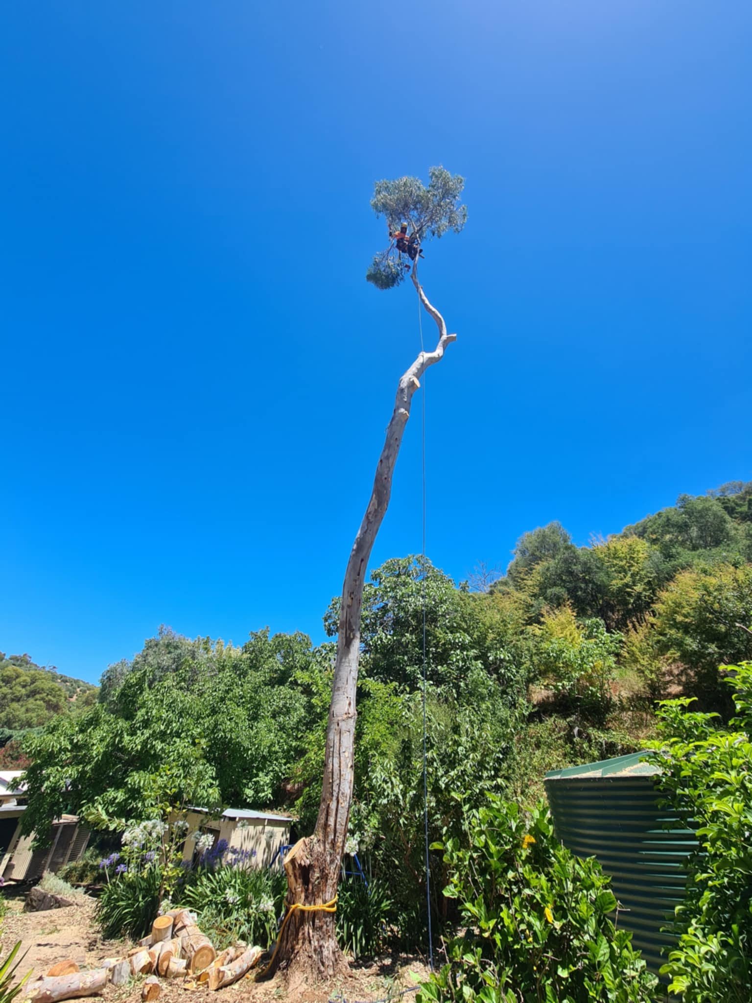 Tall tree with long trunk and few branches, surrounded by greenery under a clear blue sky.