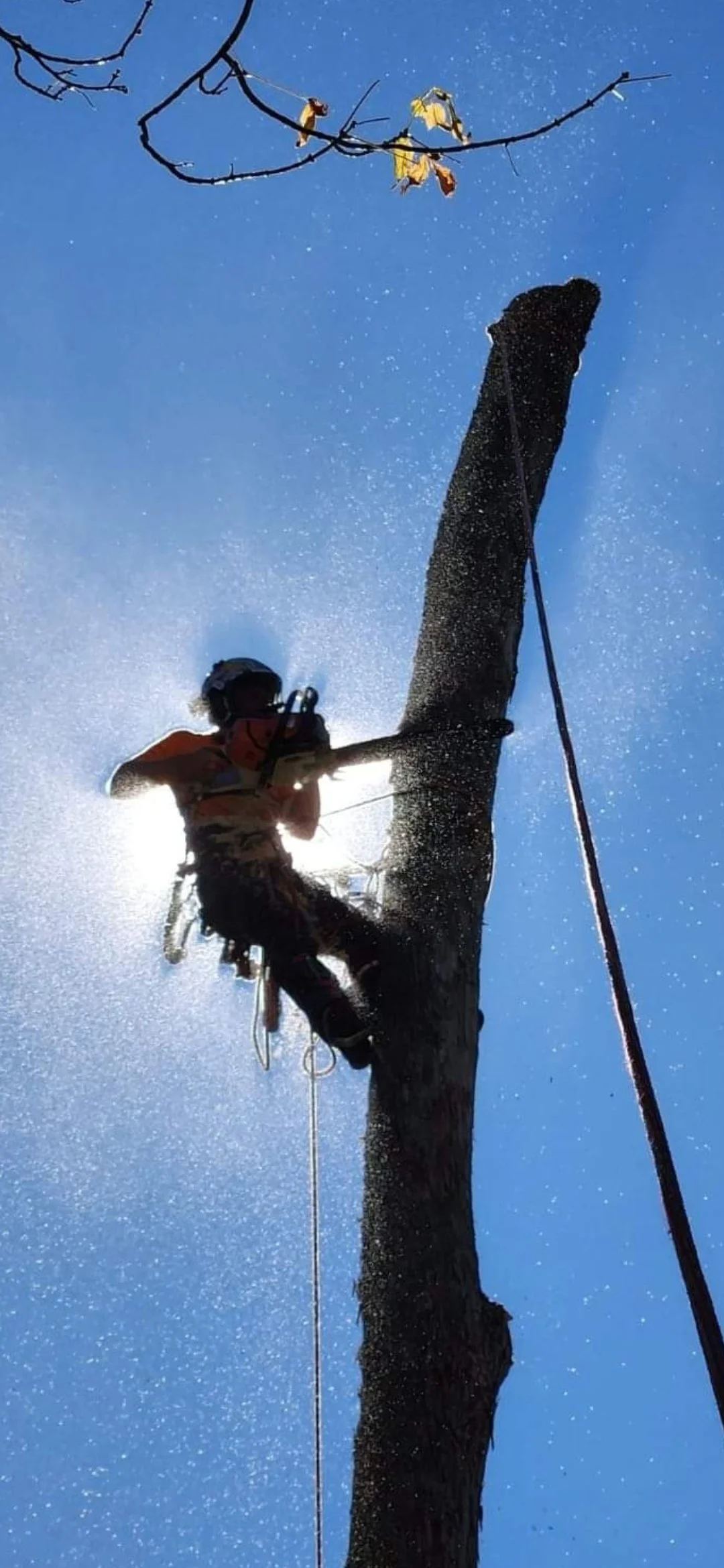 Tree climber using chainsaw to cut tree; silhouetted against a blue sky.