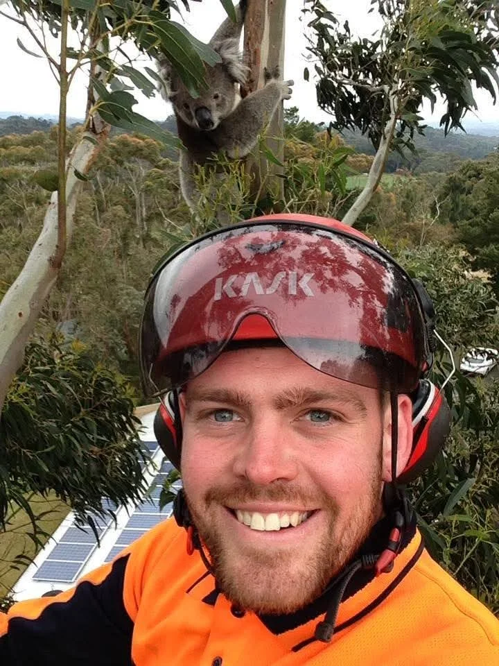 Happy climbing Arborist taking a selfie in front of a koala climbing a tree.