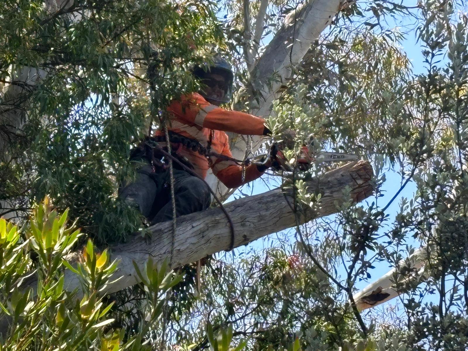 Arborist cutting tree branches using a chainsaw while wearing safety gear, surrounded by foliage and branches.