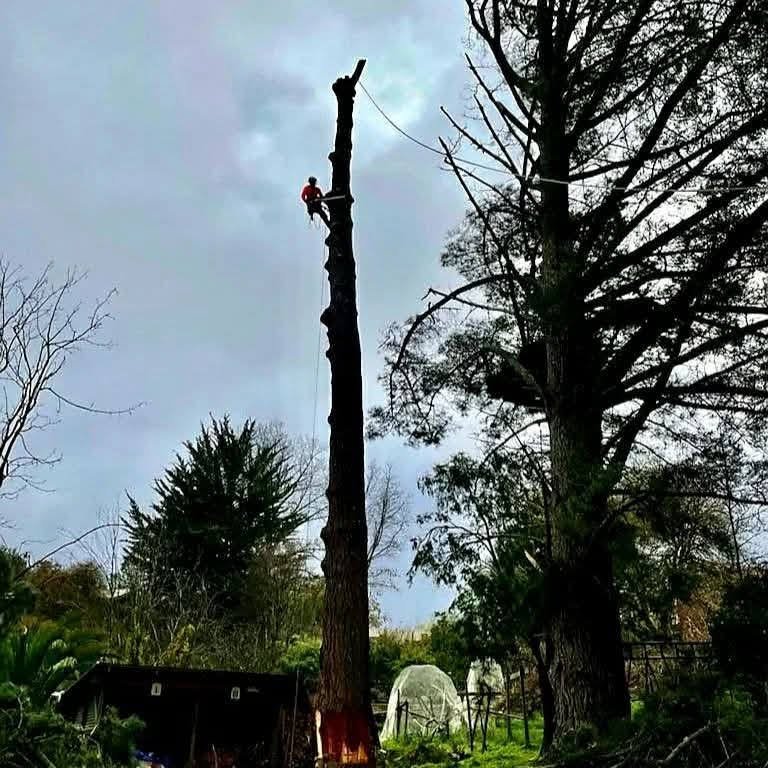 Person climbing a tall tree trunk with ropes and safety gear in a wooded area, surrounded by other trees and a cloudy sky.