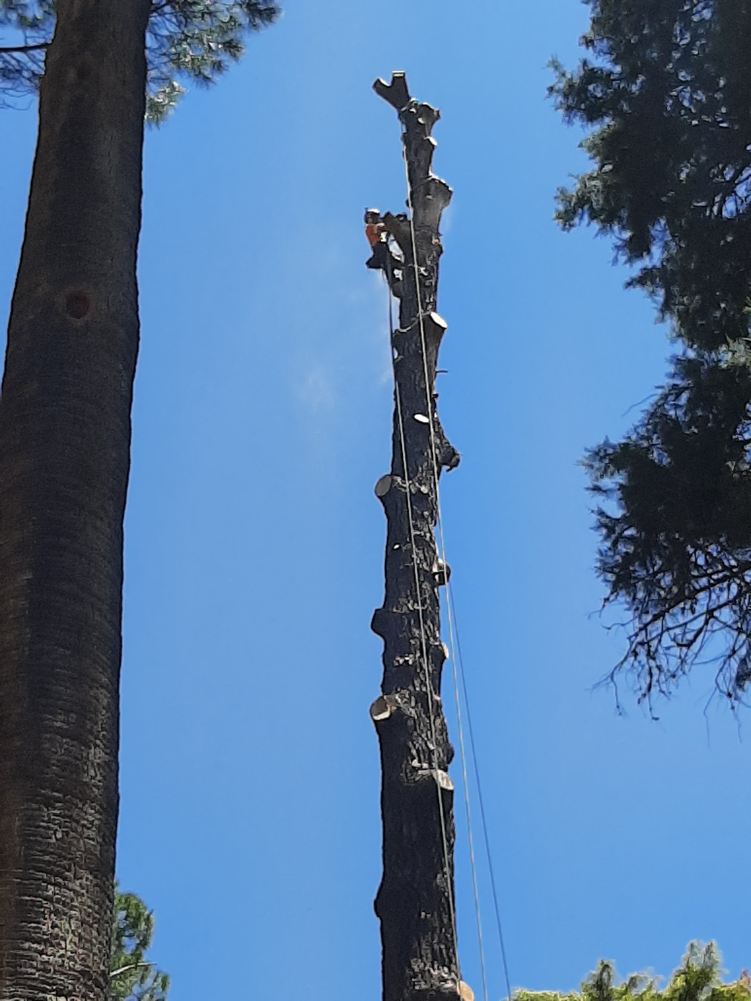 Arborist climbing a tall tree with safety gear under a clear blue sky, partially surrounded by other trees.