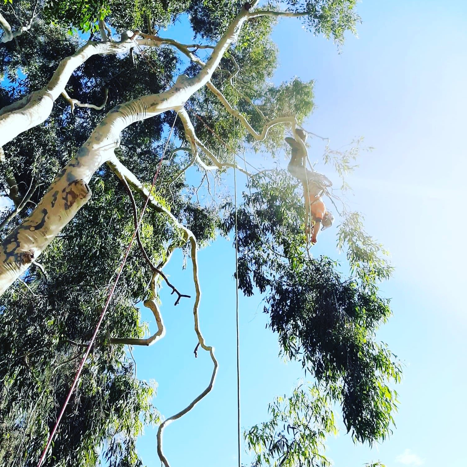 Person climbing a tall tree with ropes, surrounded by branches and leaves, against a clear blue sky.