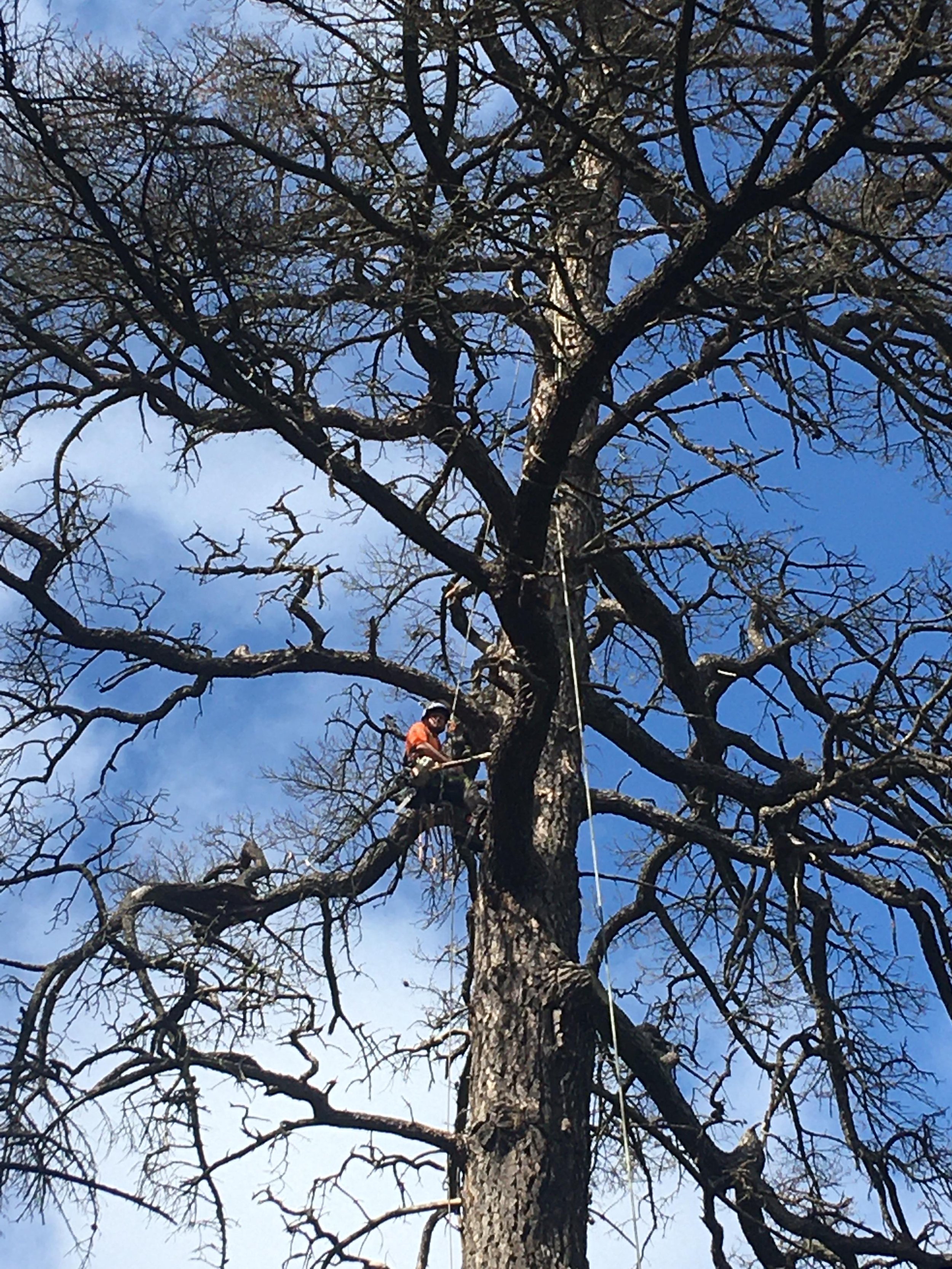 Person in safety gear climbing a tall, leafless tree with a rope, against a blue sky.