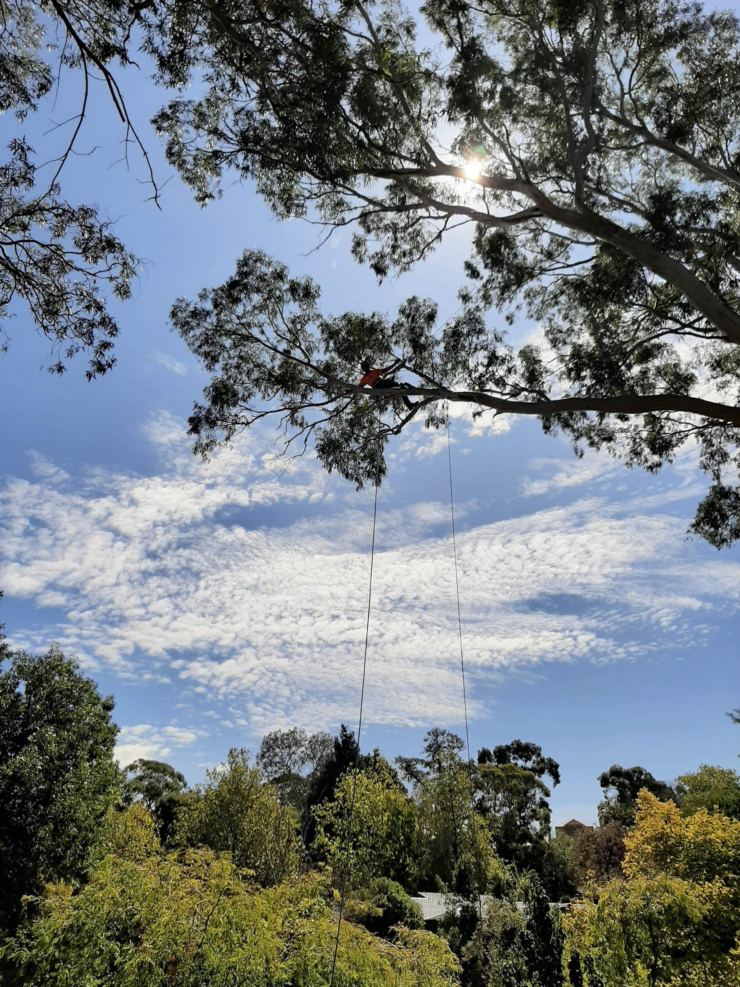 Tree climber trimming high branches with a rope and harness system against a blue sky with clouds and sunlight filtering through leaves.