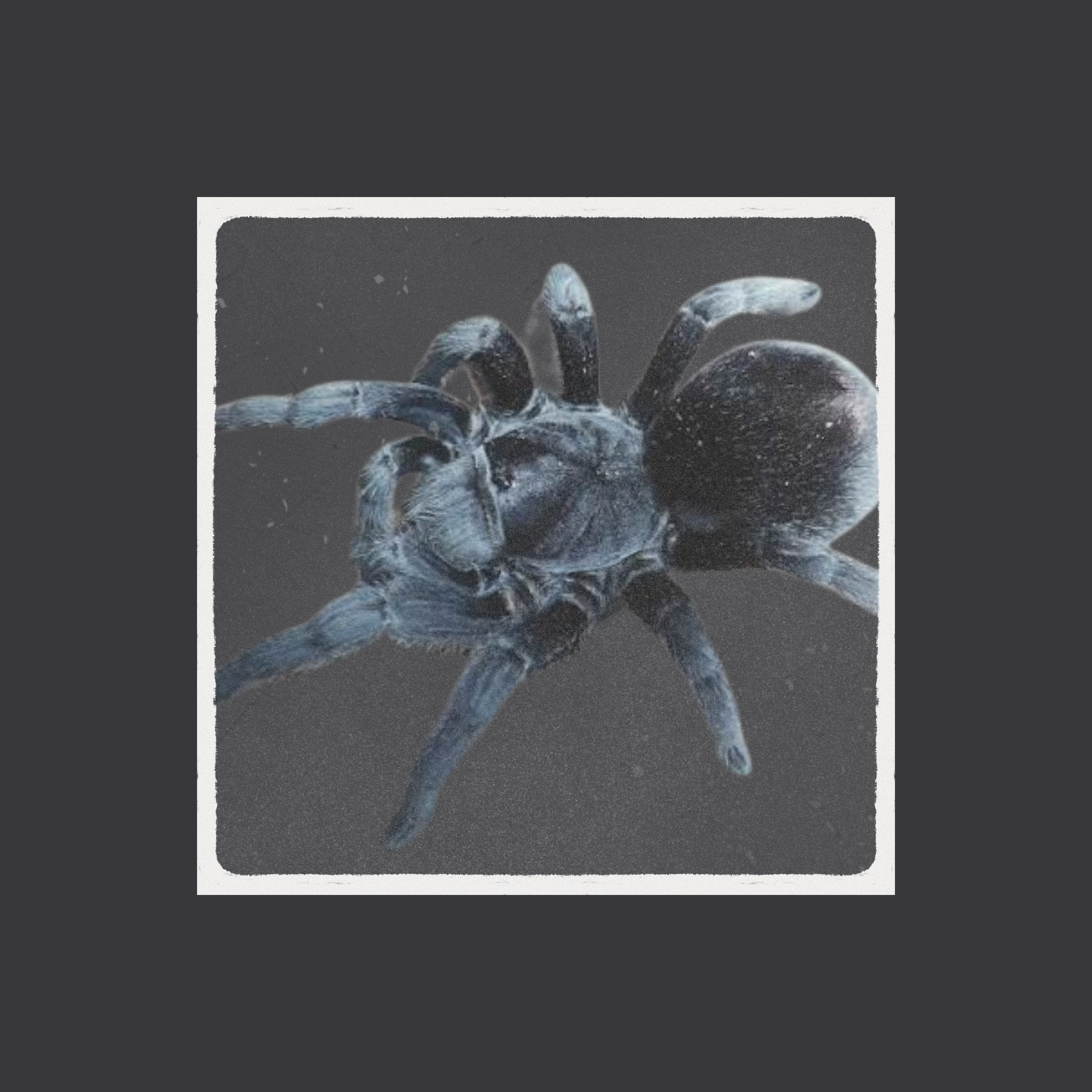 Grammostola quirogai (Uruguayan Black Beauty)