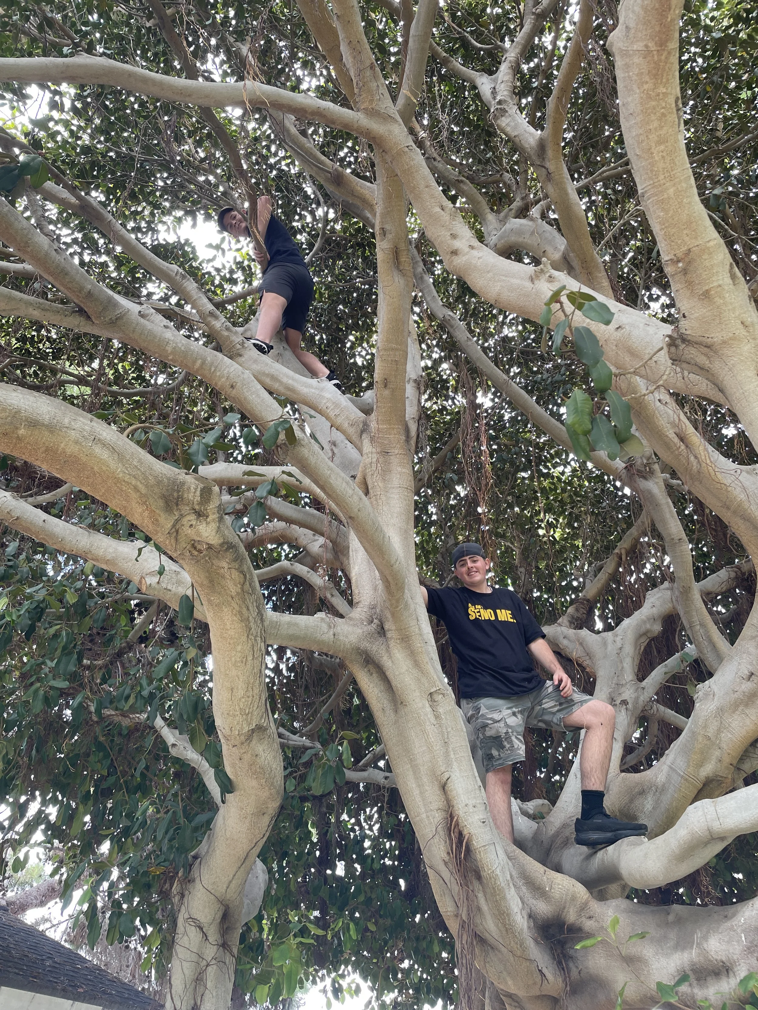 Two young men climbing and sitting in a large tree with thick branches and green leaves.