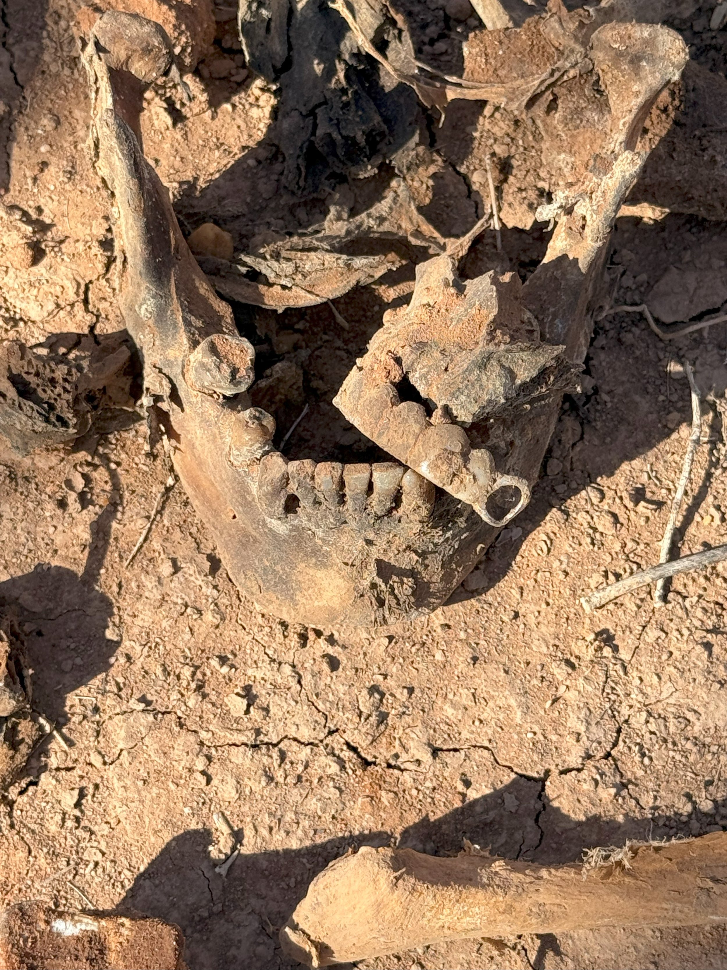 Buscando Desaparecidos 5