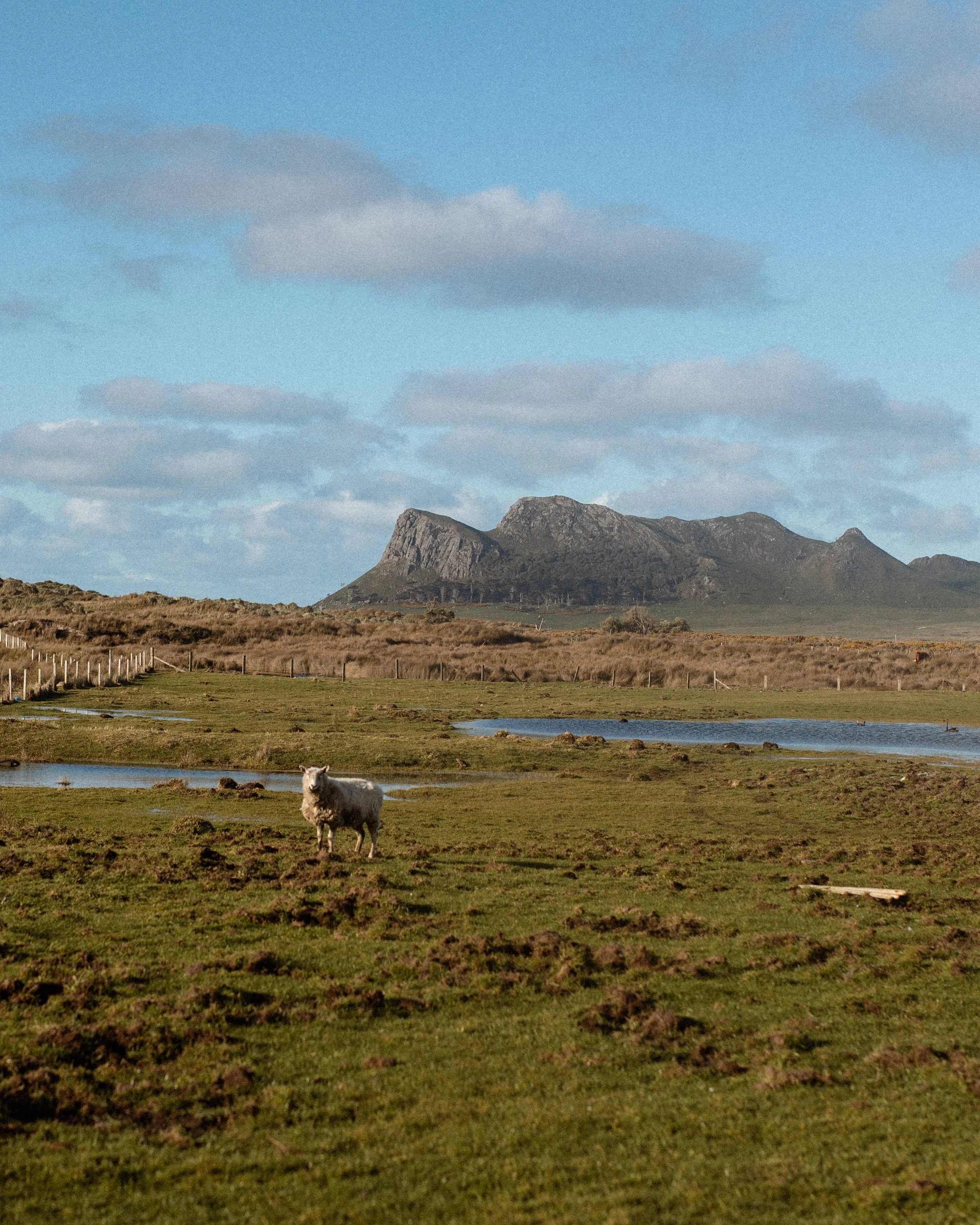 A Chathams sheep stands on a grassy field with a mountain in the background, small ponds, and a blue sky with scattered clouds.