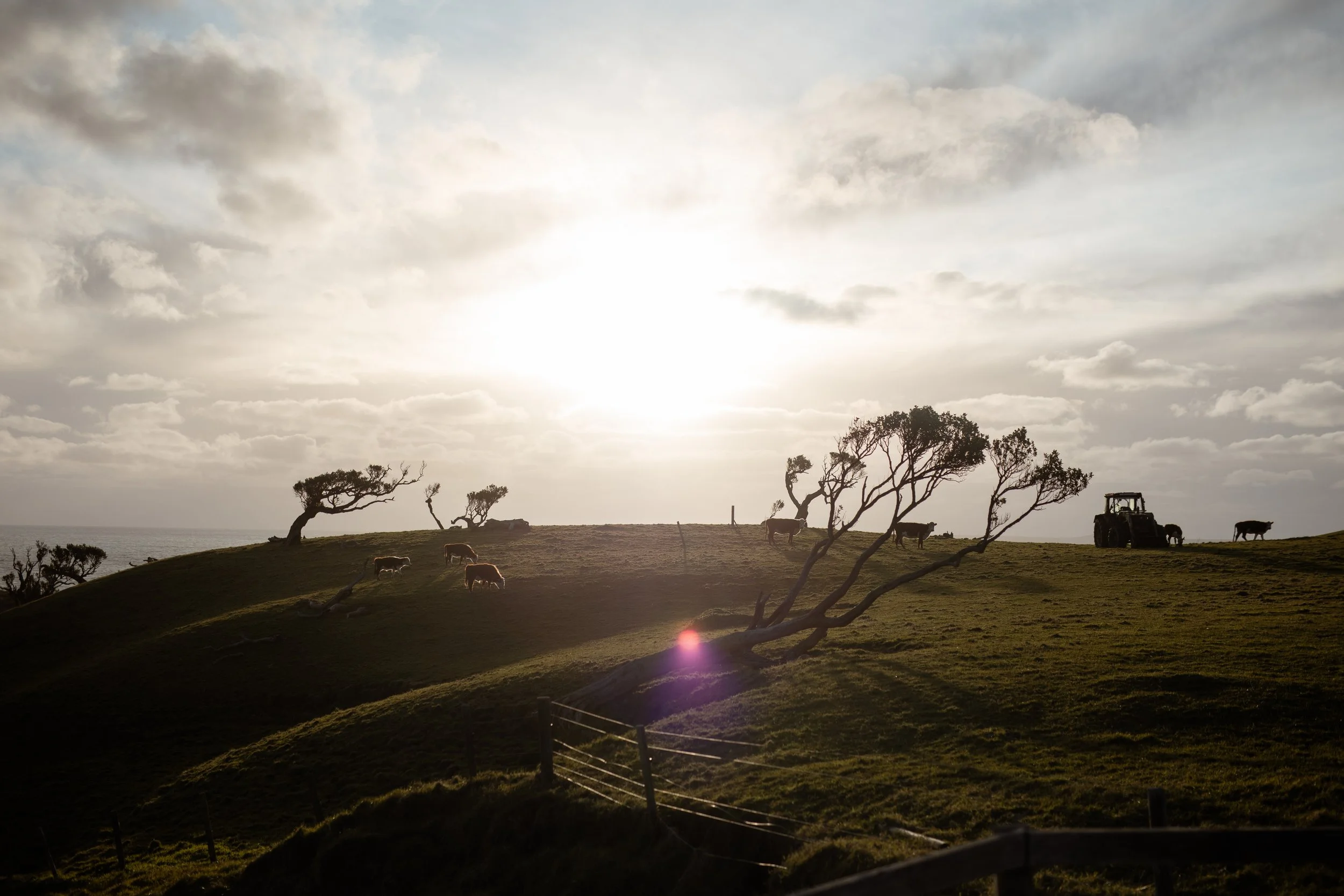 Hilly landscape with scattered trees, cows grazing, a tractor, and a cloudy sky with the sun setting or rising.