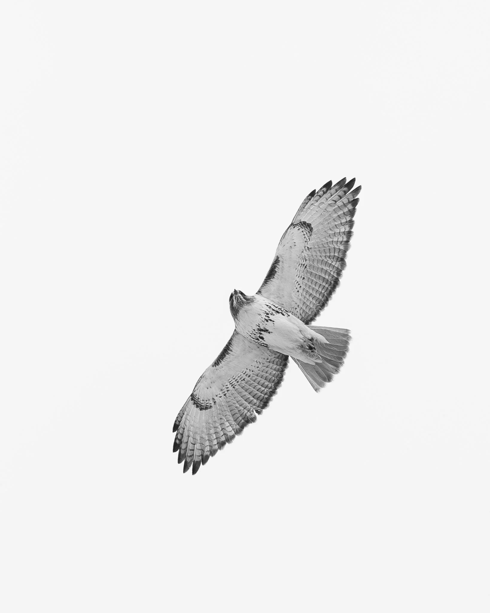 bwhawkf.jpg