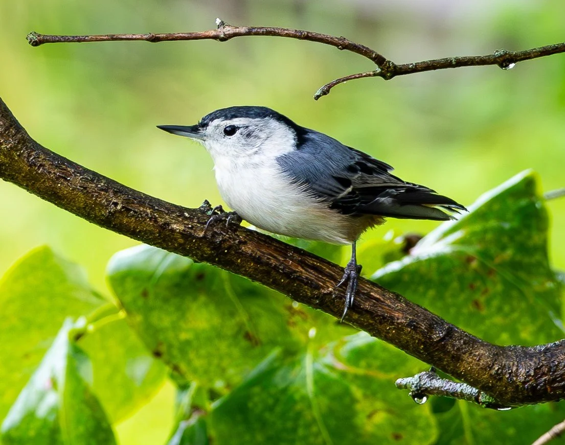 nuthatch.jpg