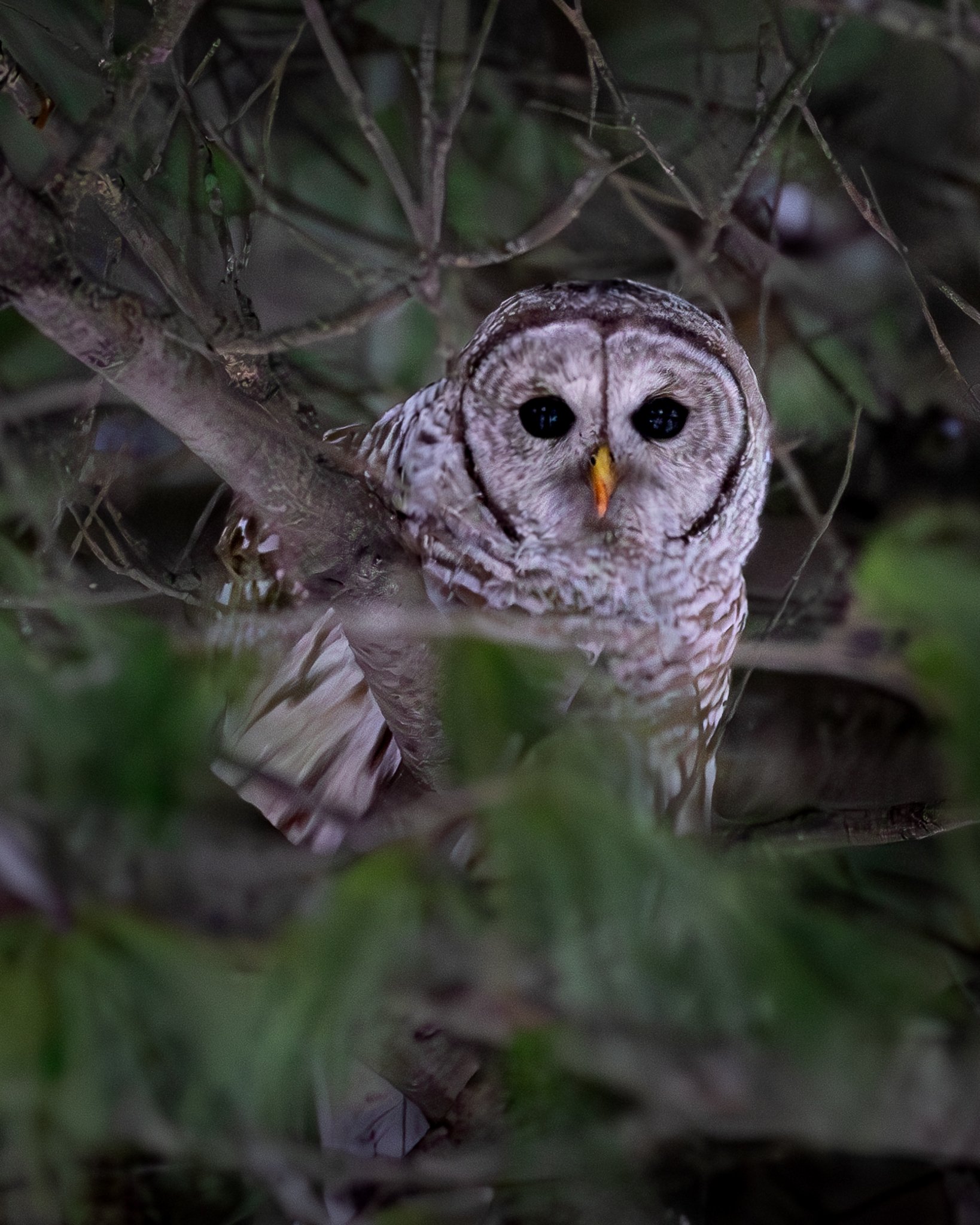 owl f.jpg