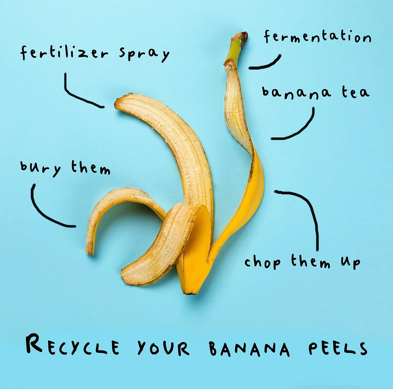 View of How to Use Banana Peels as Natural Fertilizer (Stop Throwing Them Away ...