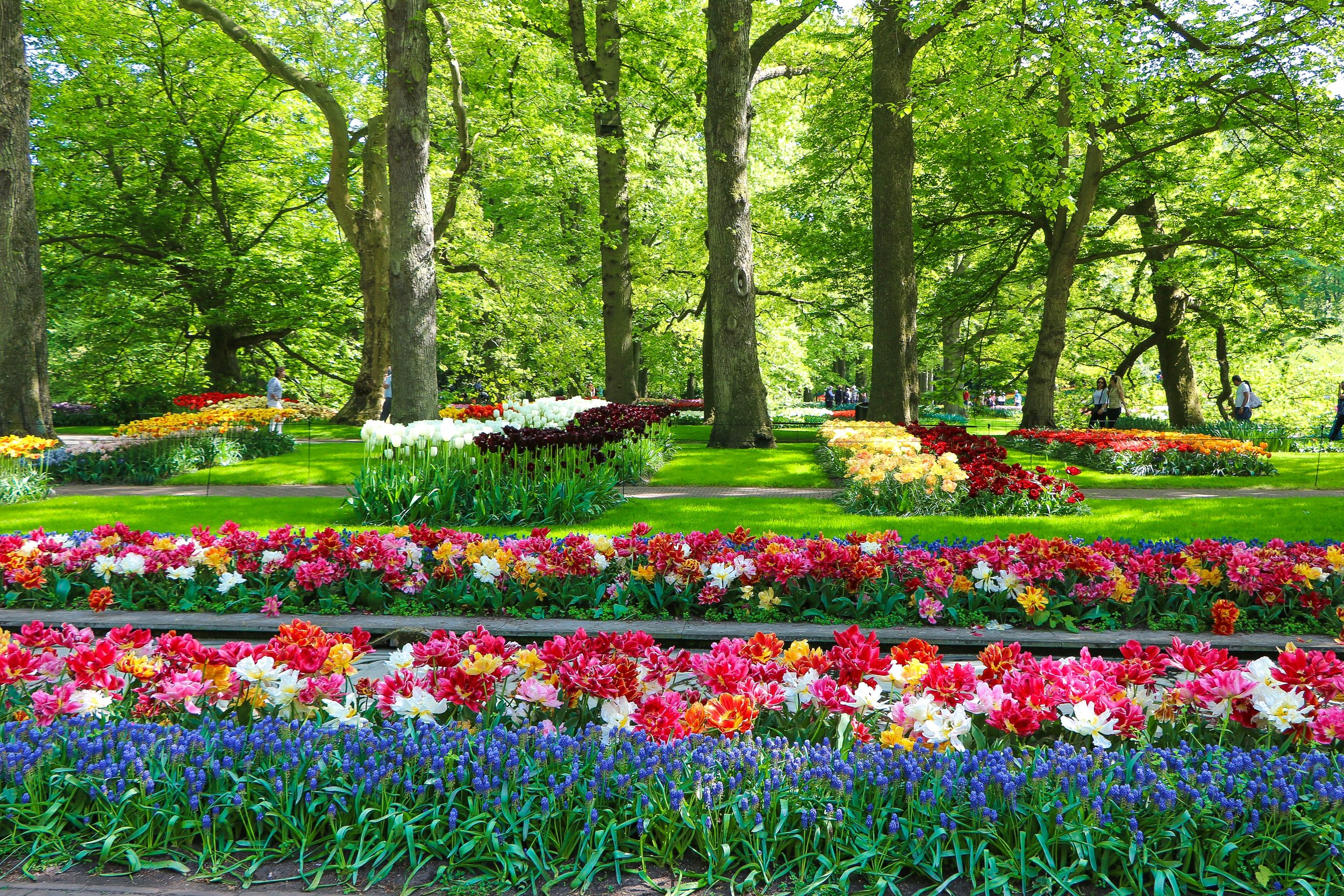 Top Plant Picks for Charlotte Homes and Businesses in 2025