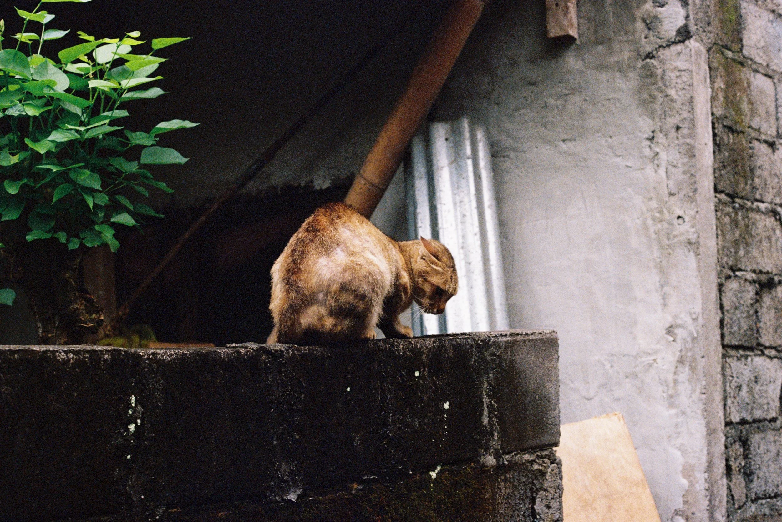 IMG1750-R01-006.jpeg
