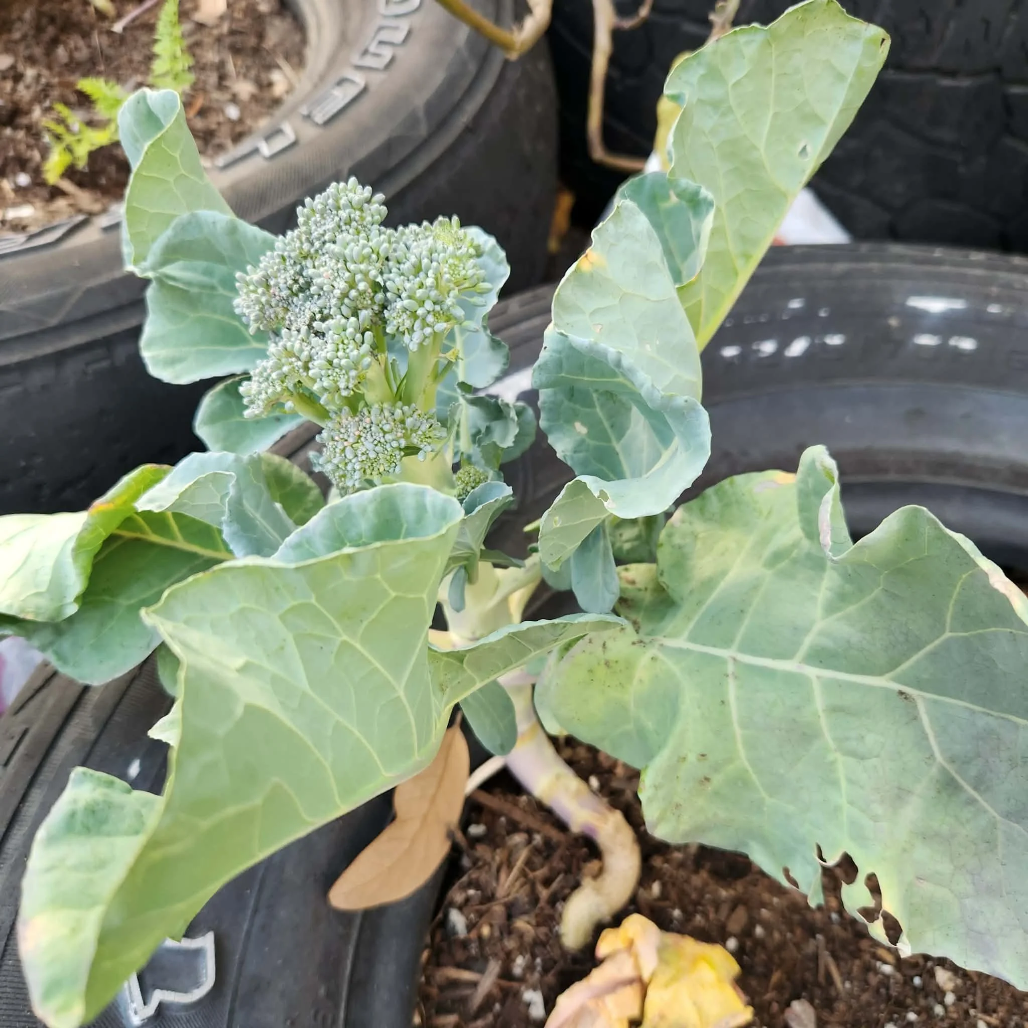 Upcycle These Items into Plant Pots  