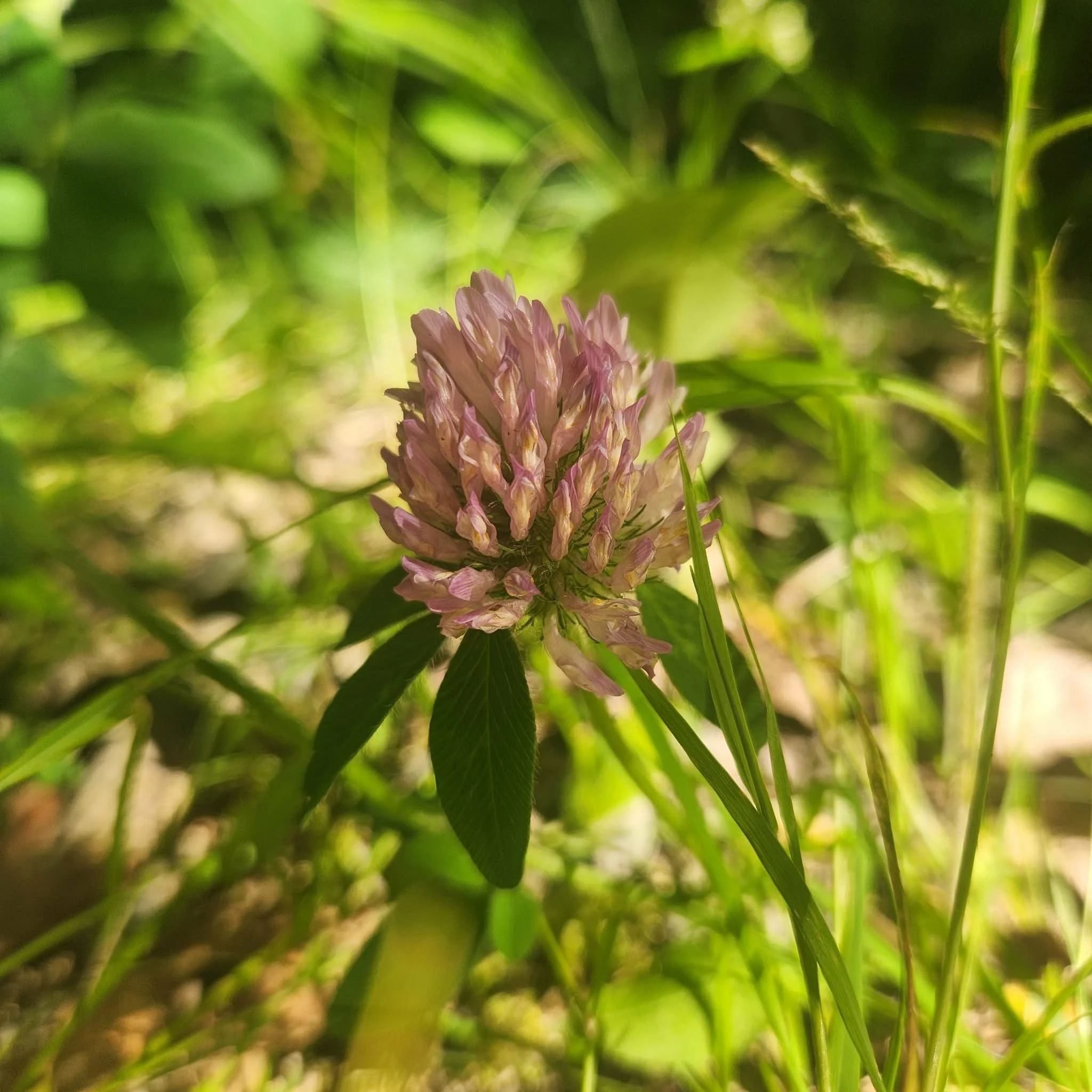 Ode to Nature