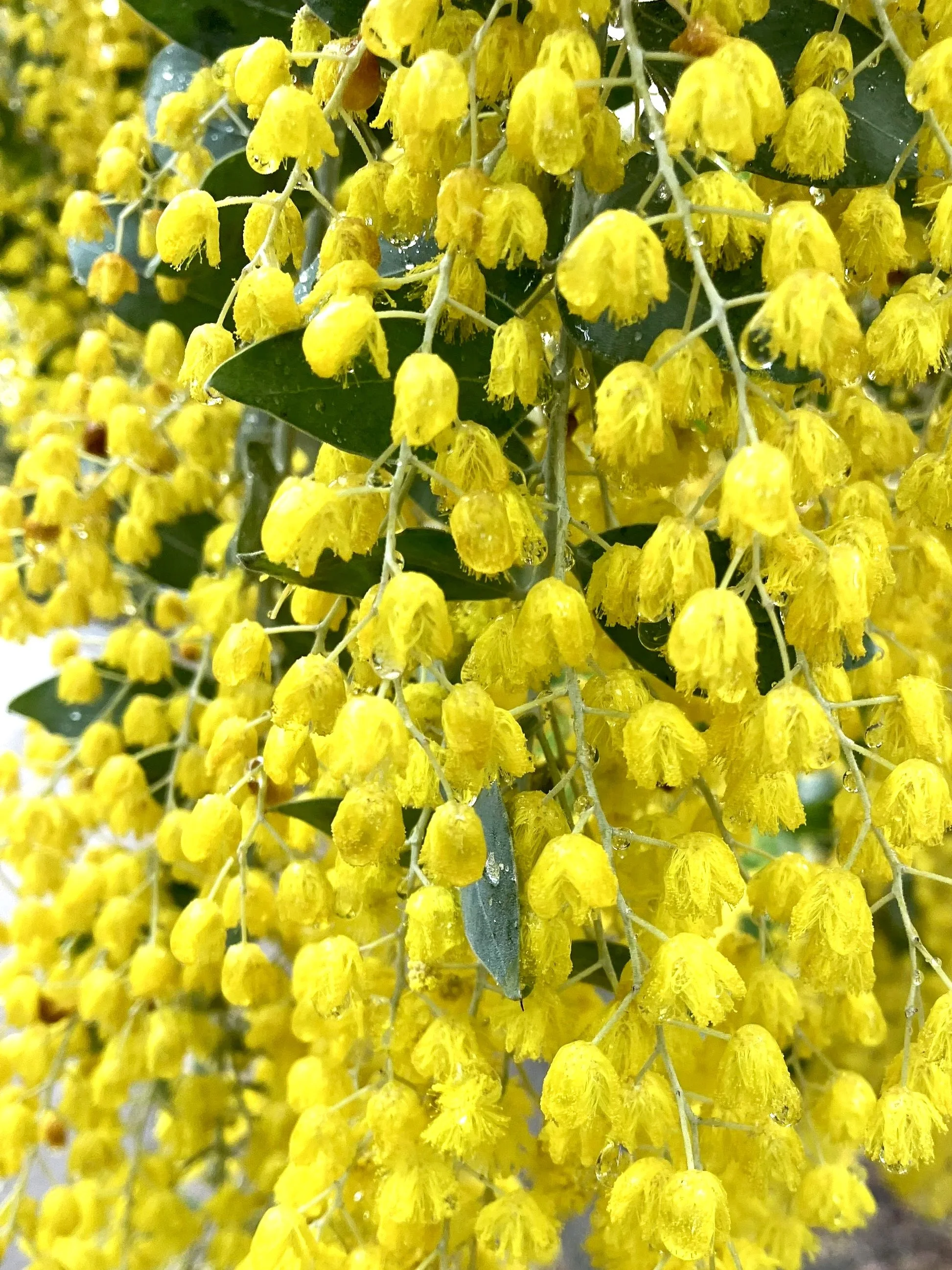 Spring: A Season of renewal, balance, and mindful beginnings