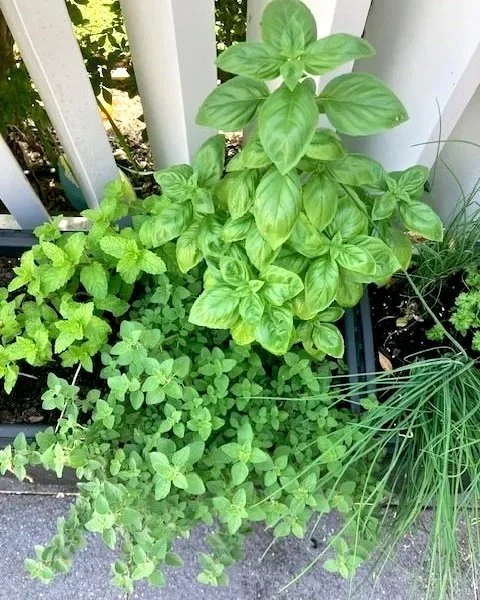 Mindful gardening: How gardening nourishes the mind, body &amp; soul