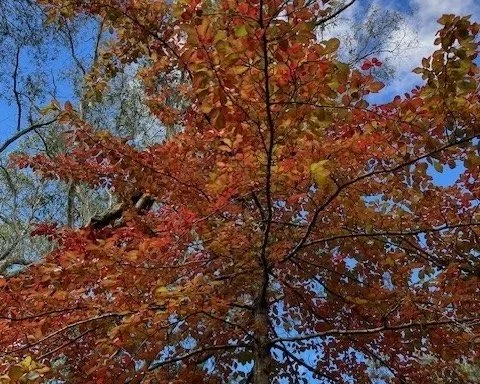 Breathe into Autumn: A time for letting go and reconnecting with mindfulness