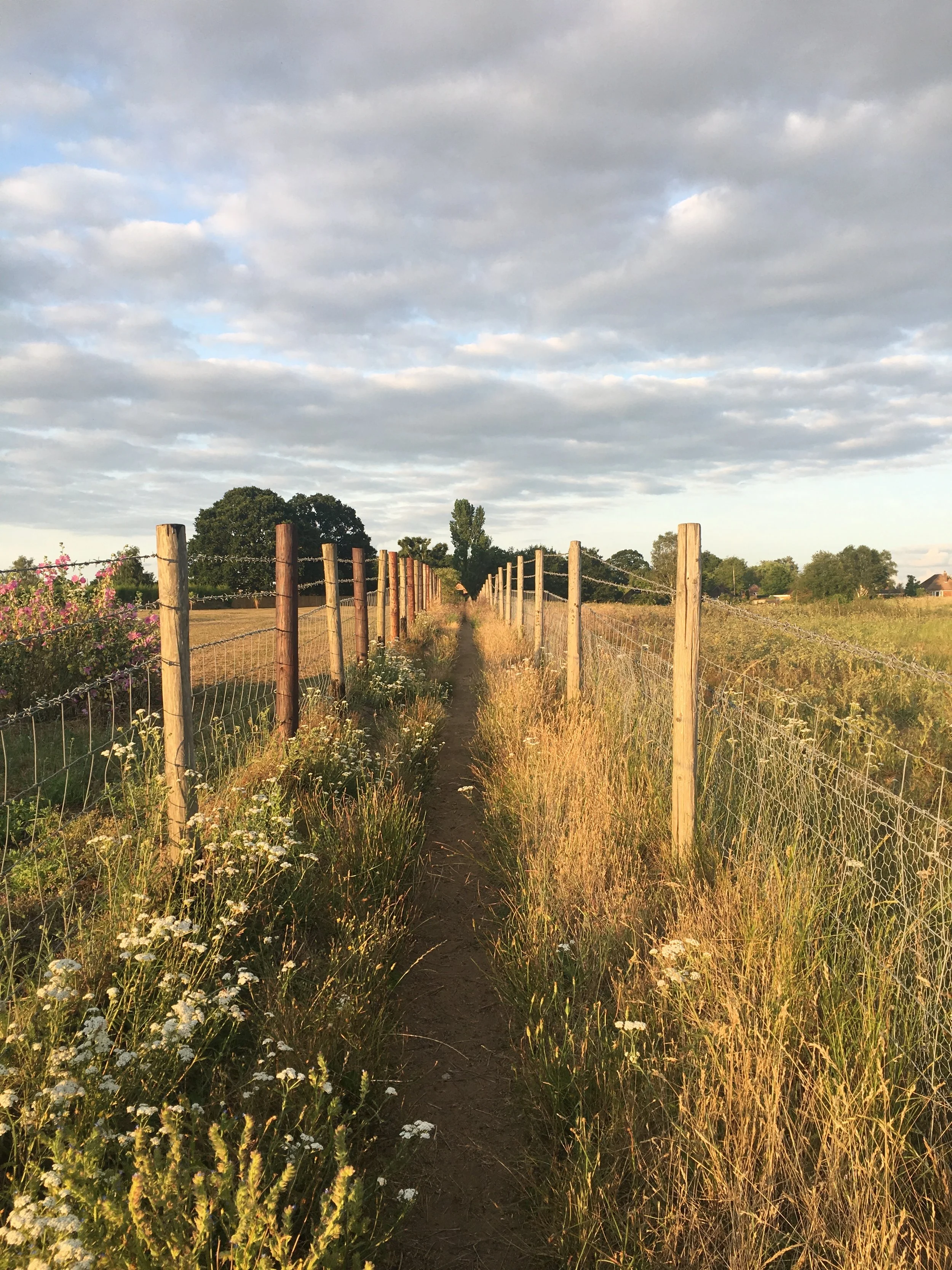 A narrow dirt path running between two wires fences in a rural area with grass, wildflowers, and trees under a partly cloudy sky.