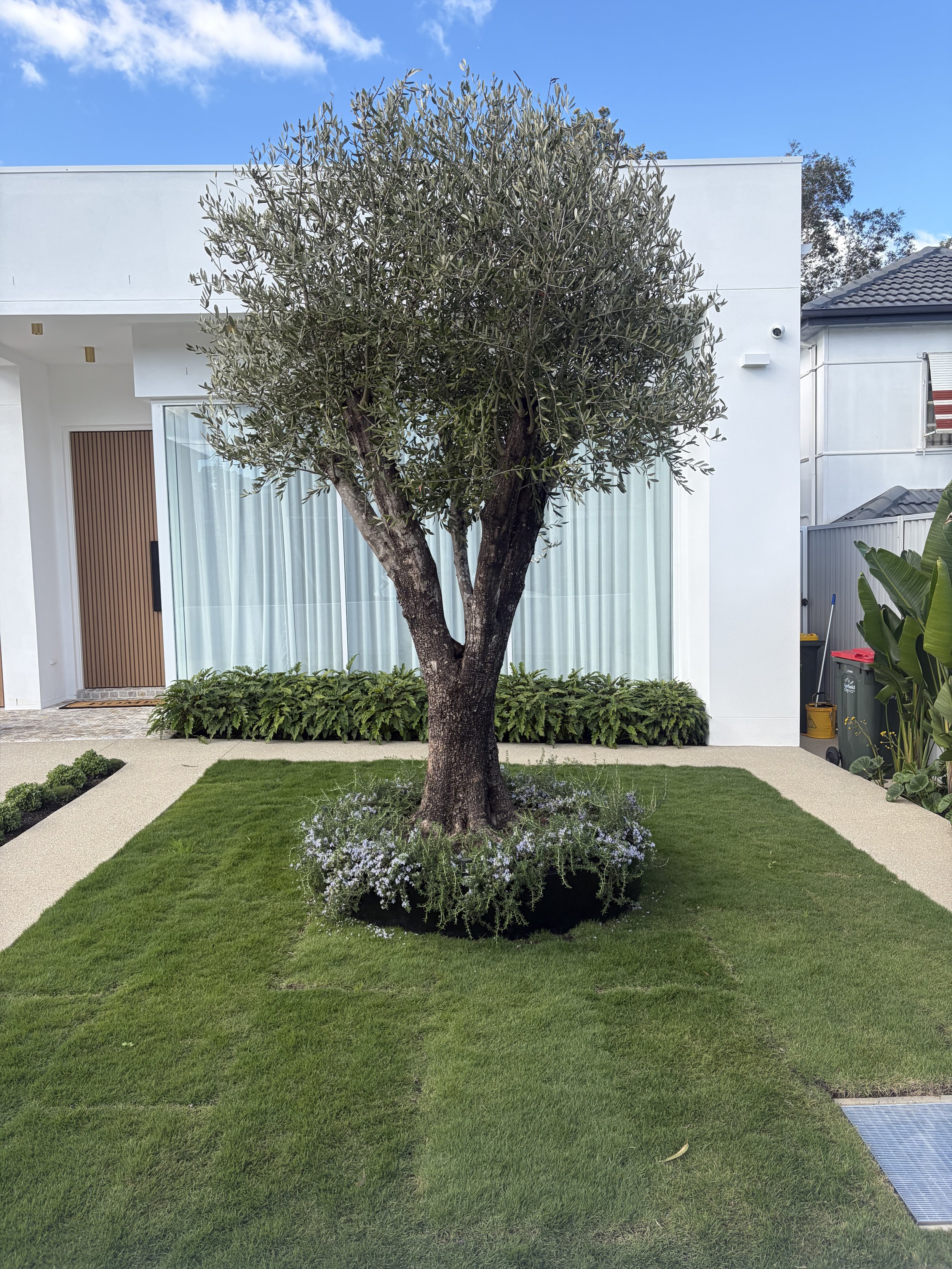 A modern white house with large windows and a wooden front door, surrounded by a neatly maintained front yard. There is a tree in the center of the yard, with some small white flowers at its base. The yard has a mix of grass and concrete walkways, and a cloudy blue sky overhead.
